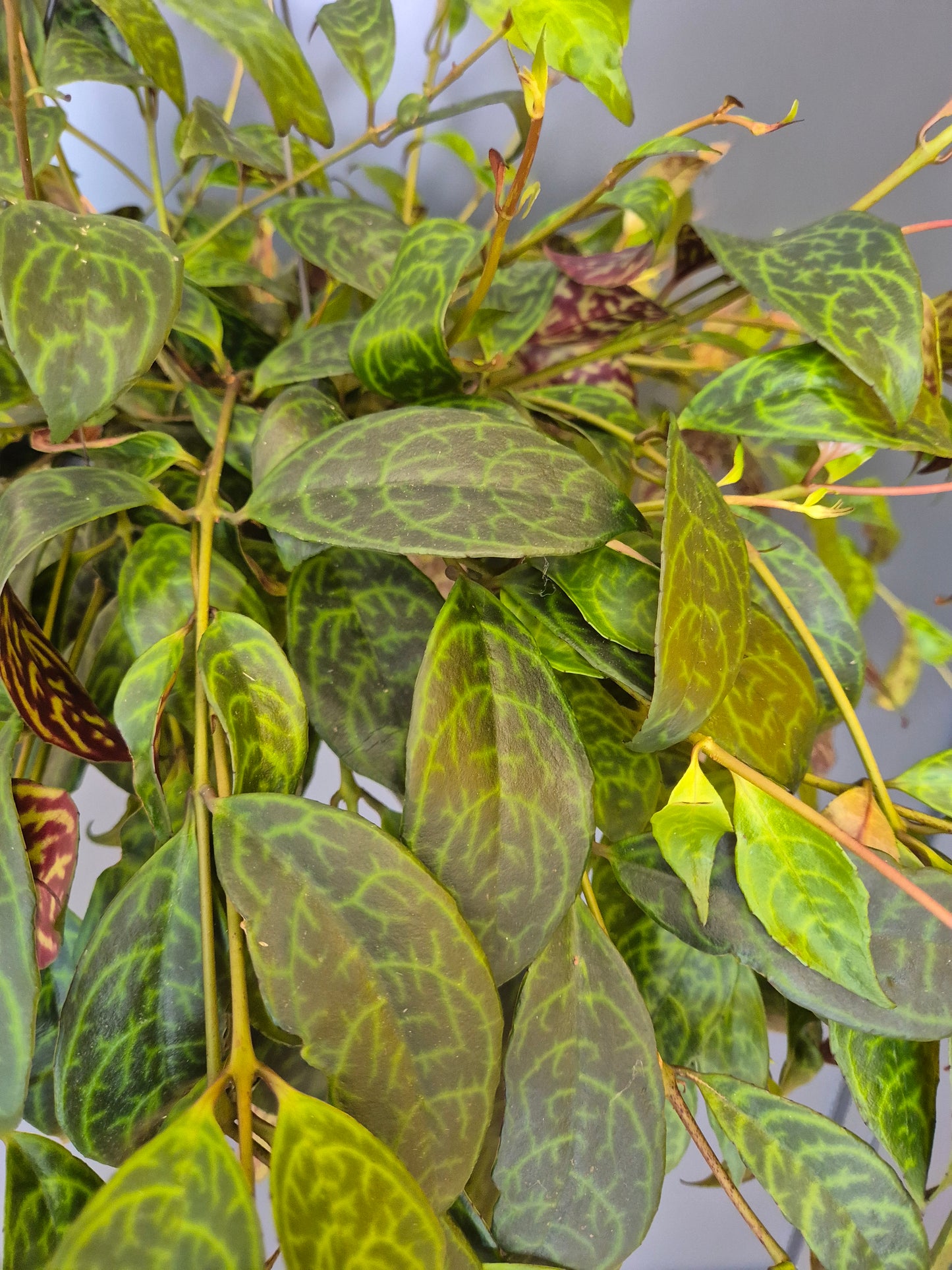 Aeschynanthus Marmoratus - Zebra Vine | Houseplant