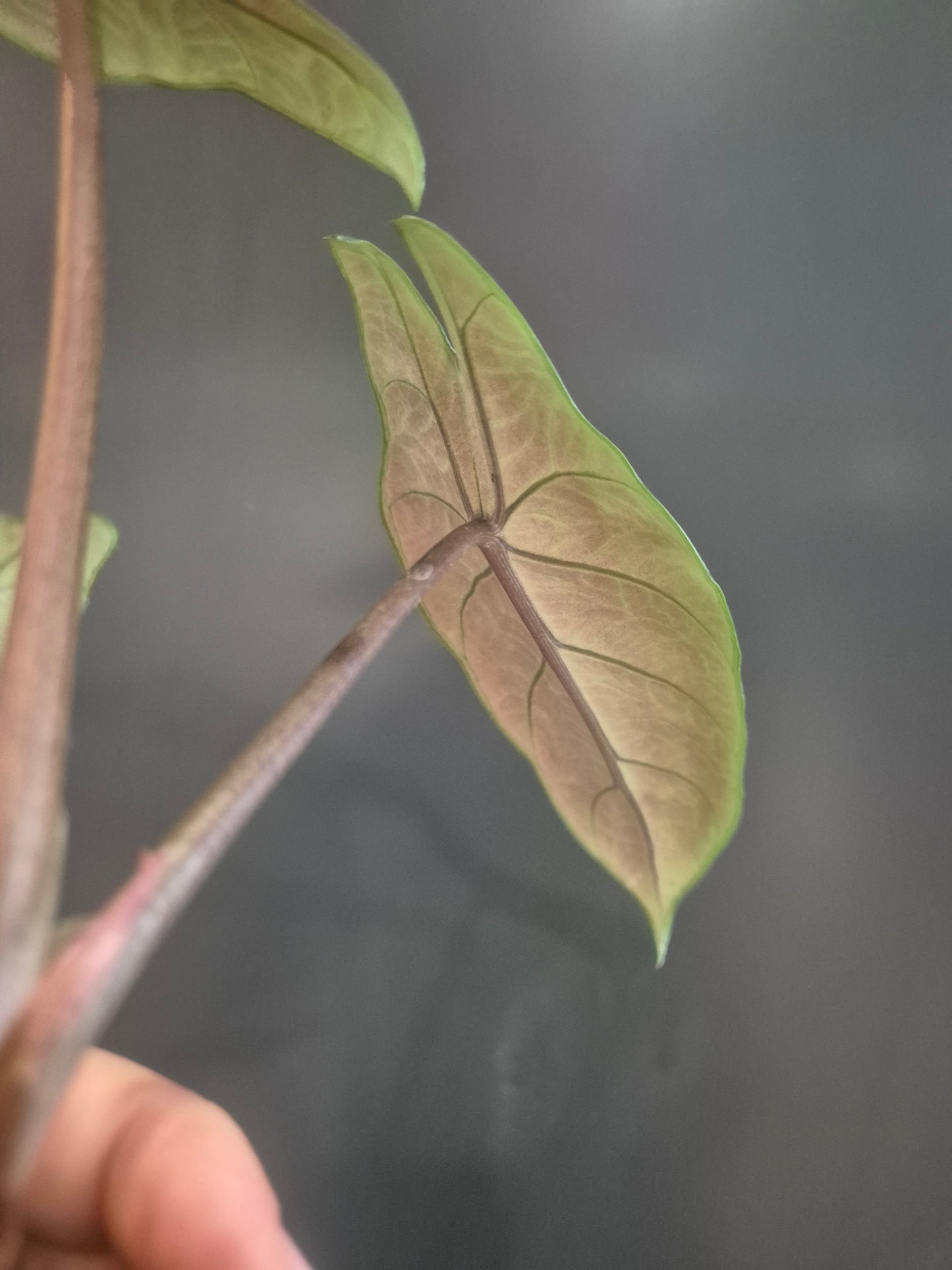 Alocasia Scalprum - Samar Lance - 6cm | Houseplant