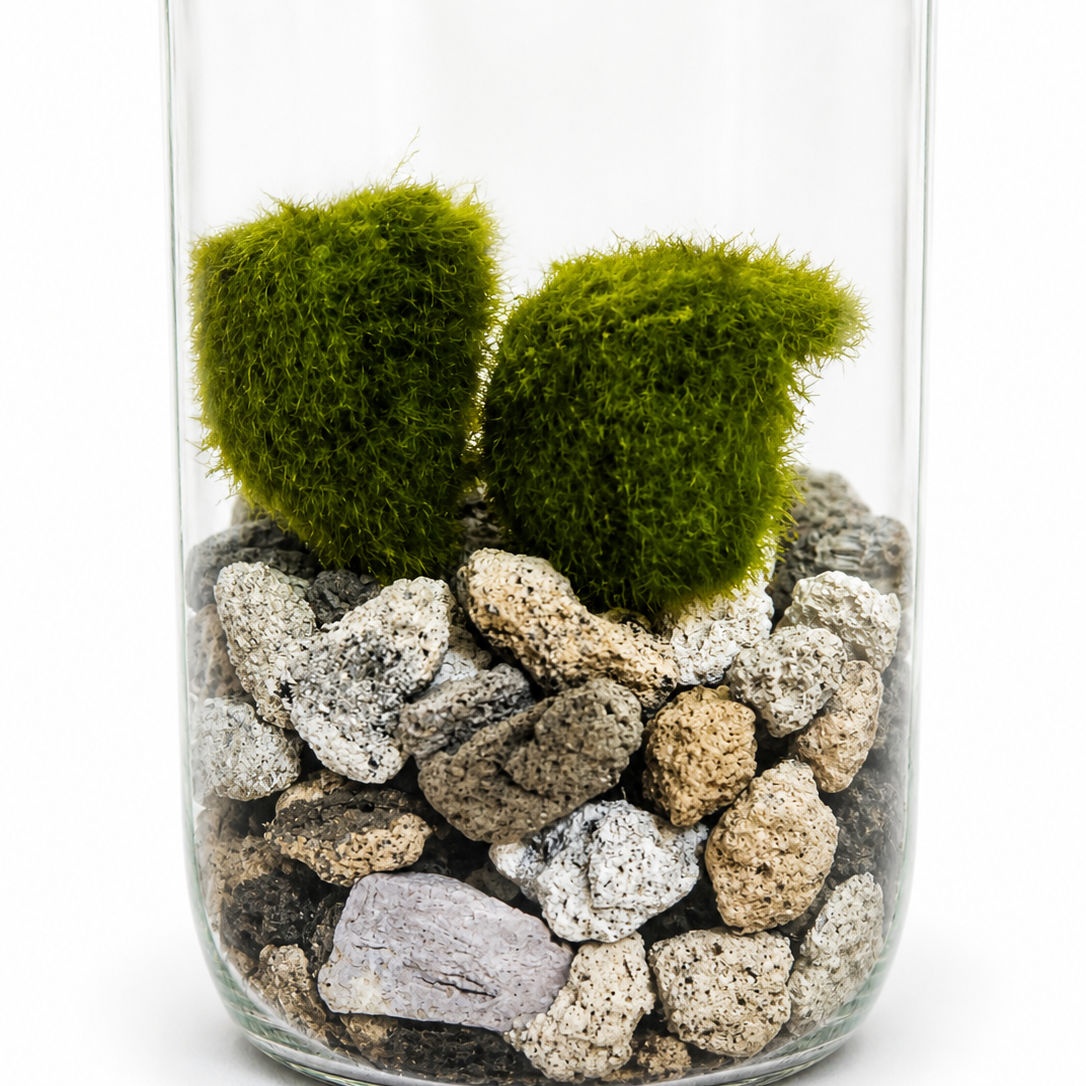 Marimo Mossball - Terrarium - 6cm | Houseplant