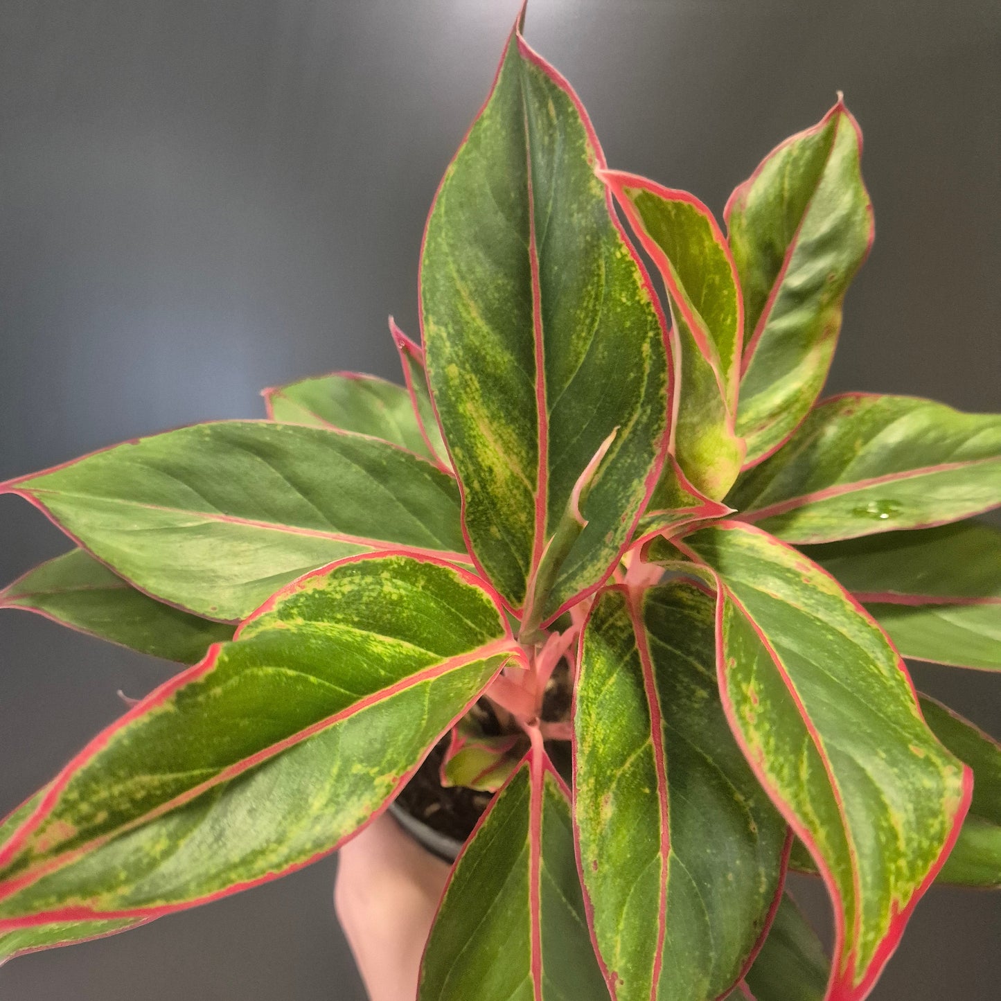 Close-up of a potted plant with green and red leaves against a dark background