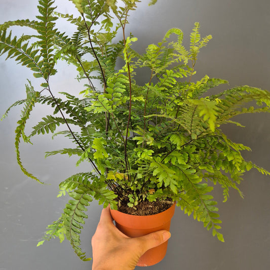 Adiantum Bronze Venus - Maidenhair Fern | Houseplant