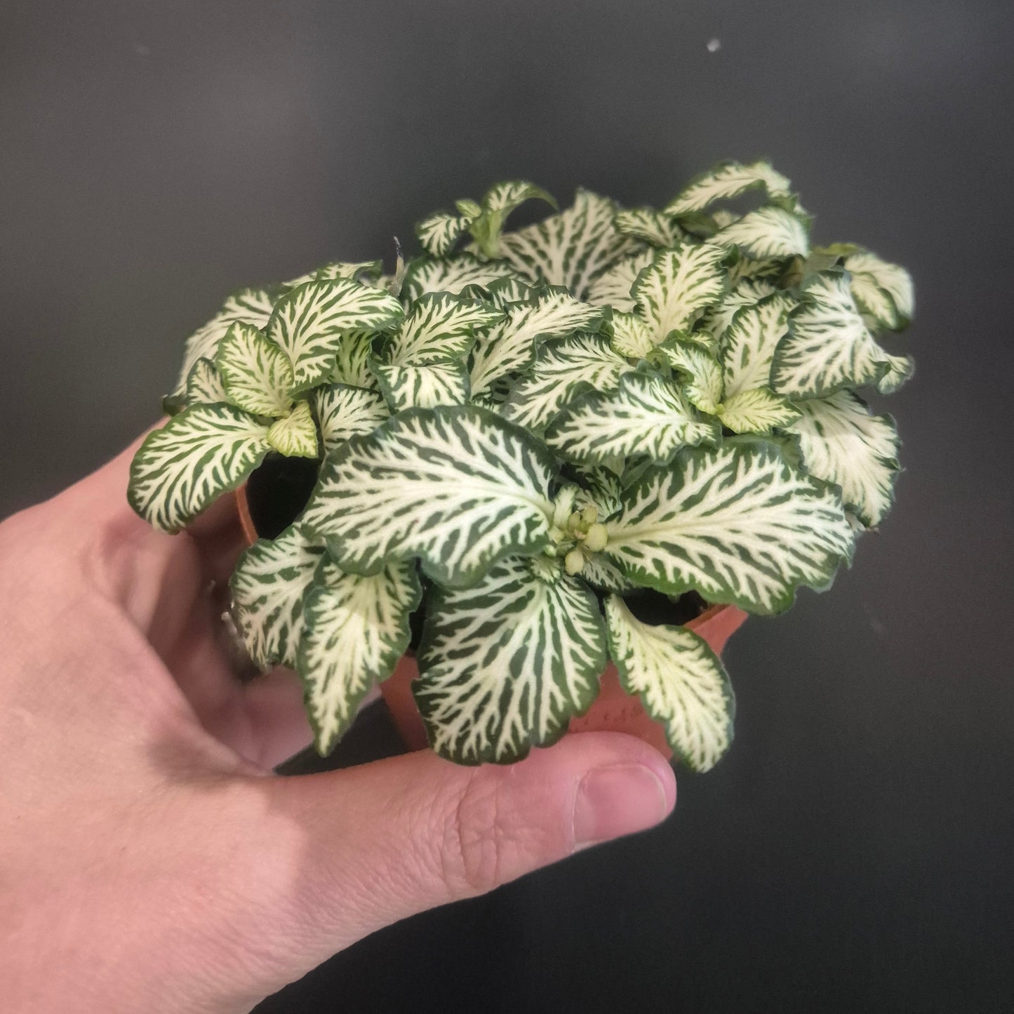 Hand holding a small green and white patterned plant against a dark background