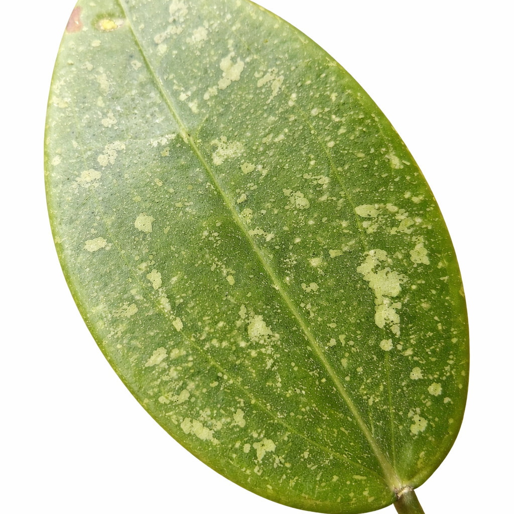Hoya Pubicalyx - Wax Flower - 6cm | Houseplant