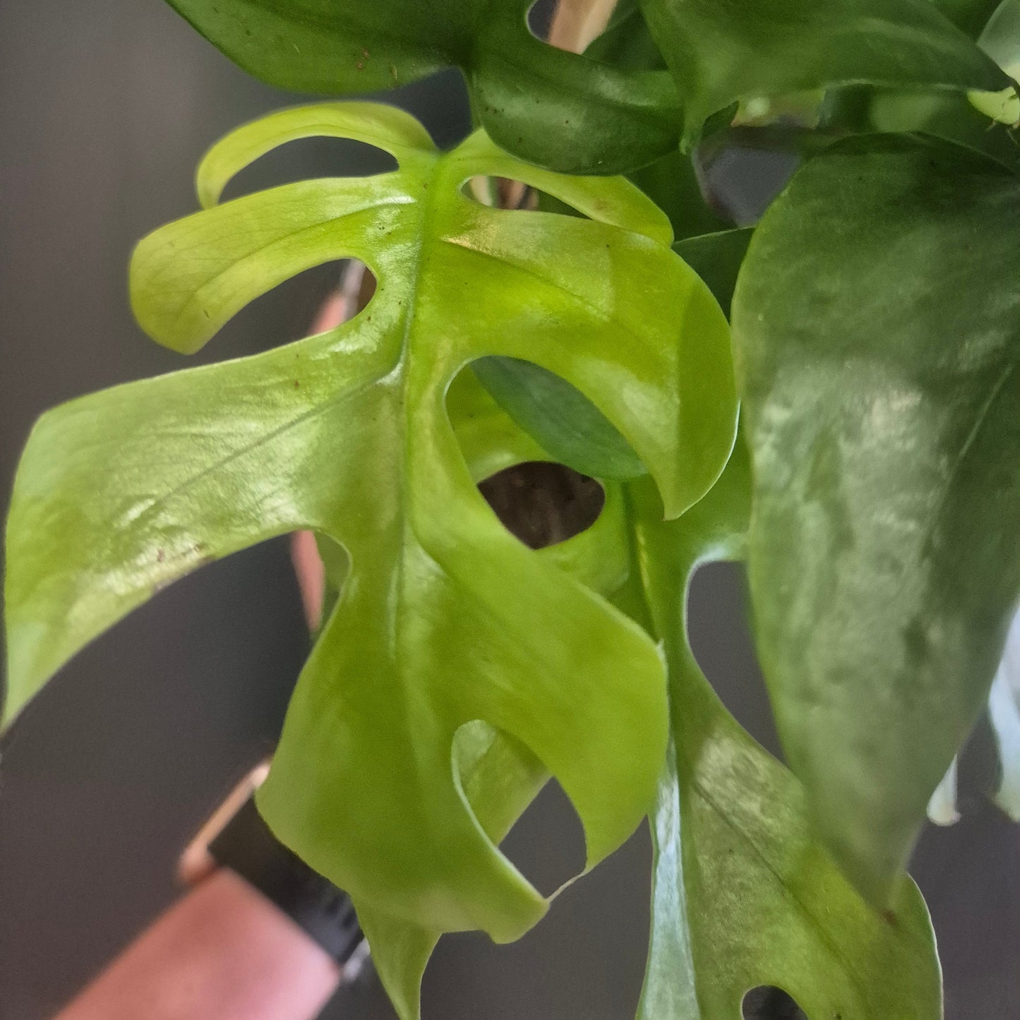 Philodendron Minima - Rhaphidophora tetrasperma - 14cm | Houseplant