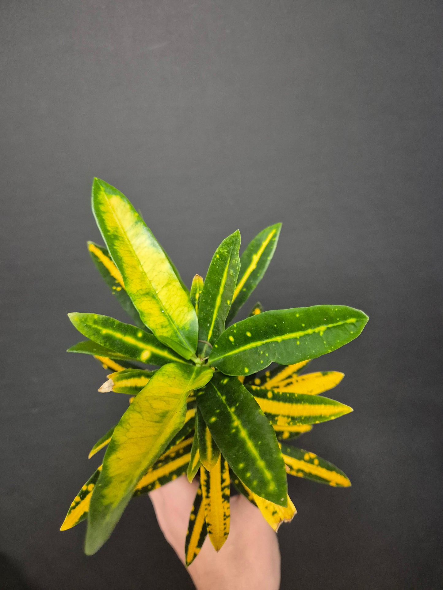 Croton Yellow Banana - Codiaeum | Houseplant
