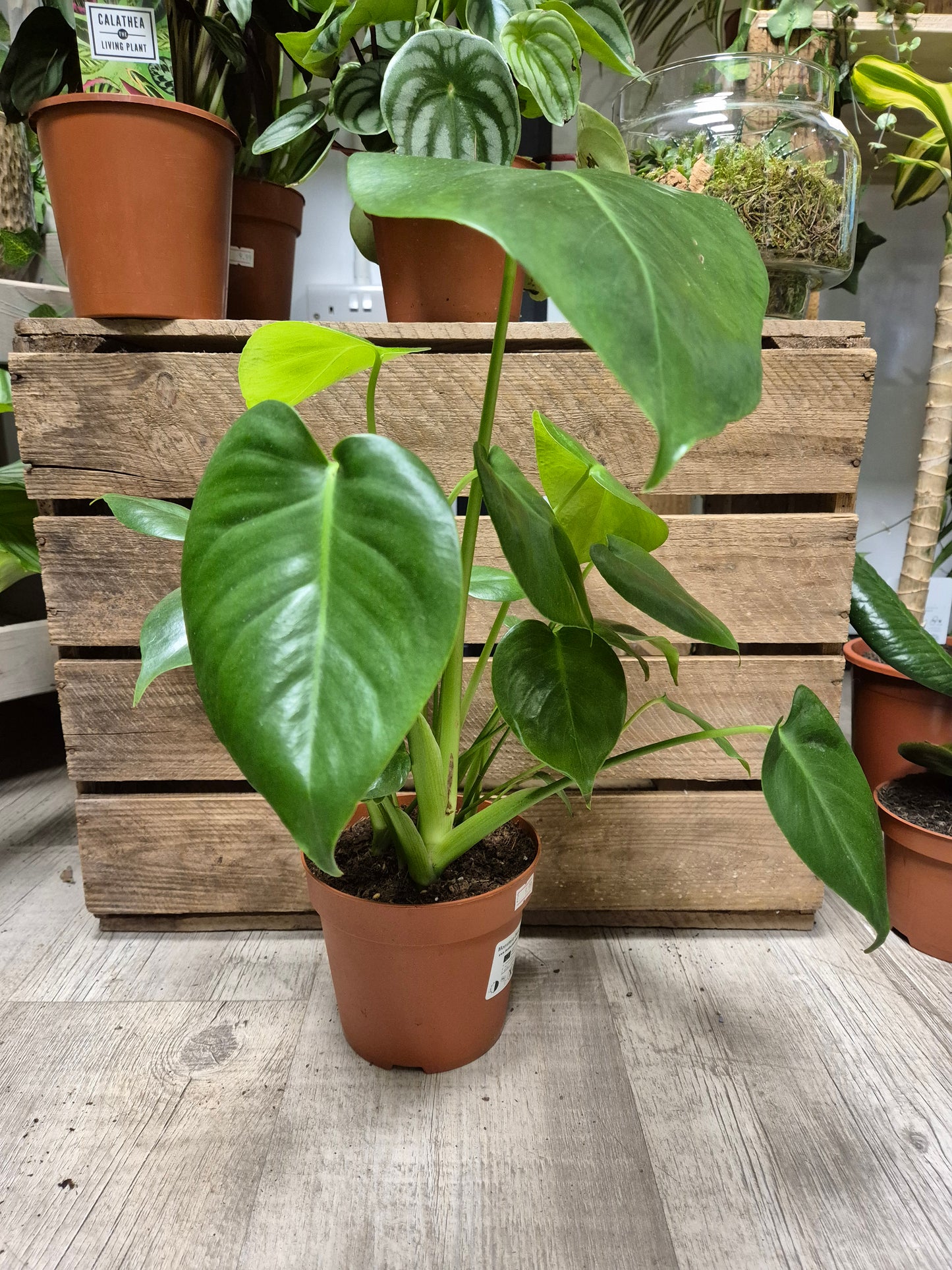 Monstera Deliciosa - Cheese Plant