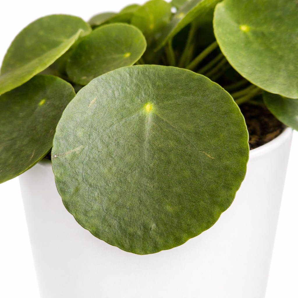 Chinese Money Plant - Pilea Peperomia - 15cm | Houseplant
