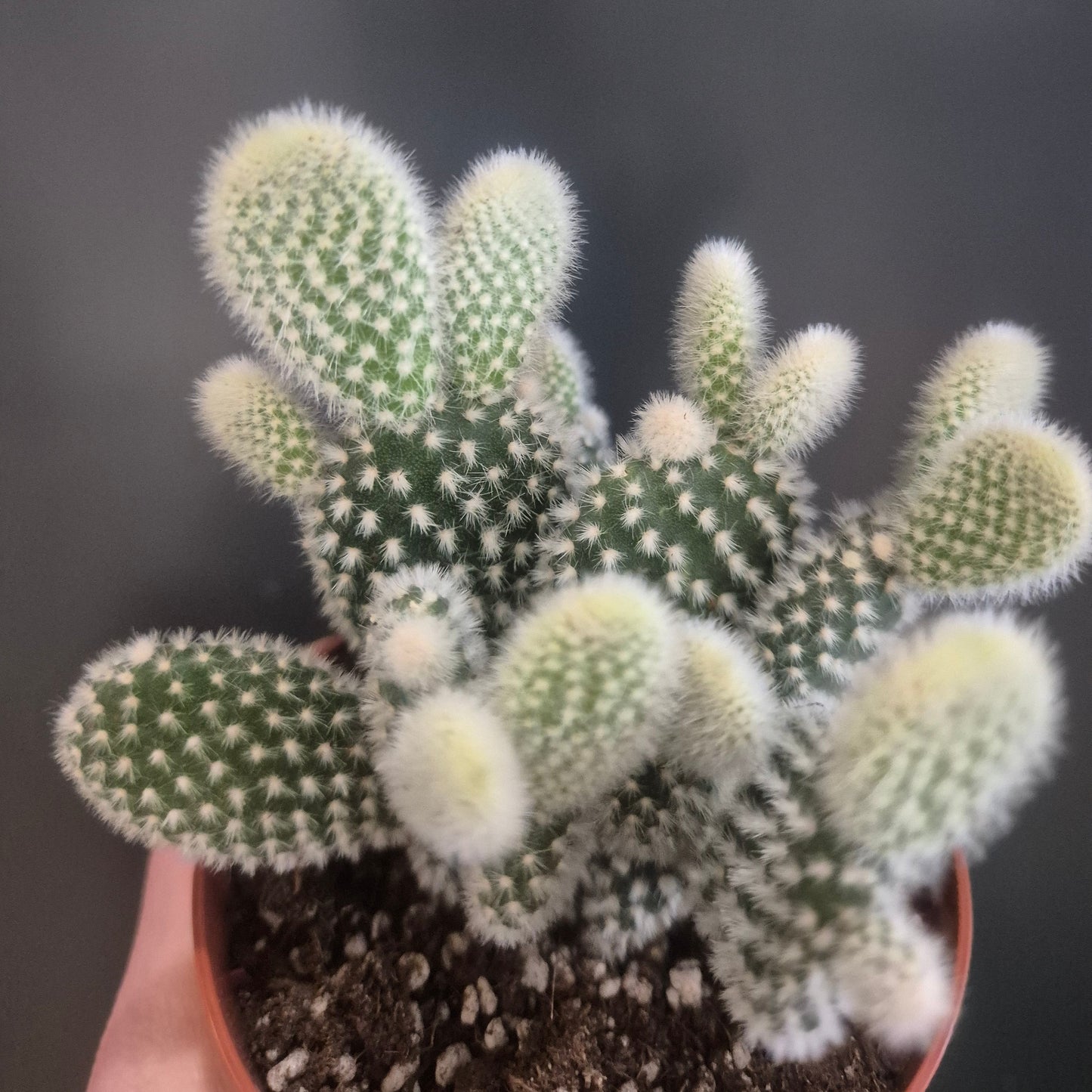Close-up of a potted cactus with a blurred background