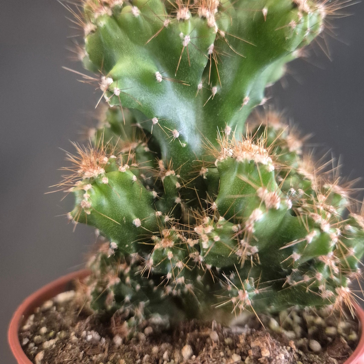 Peruvian Apple Cactus - Cereus pervianus - 8.5cm | Houseplant