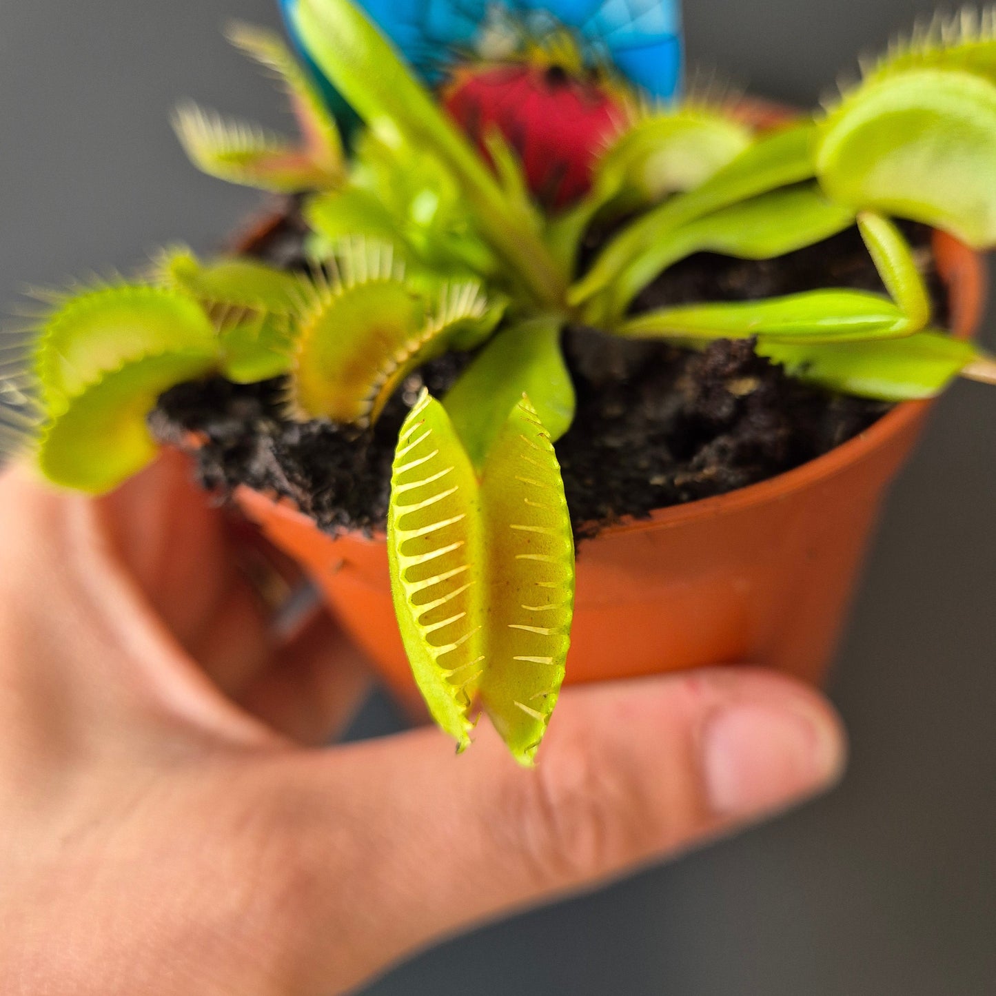 Venus Fly Trap | Houseplant Plant Paradise By Gemma