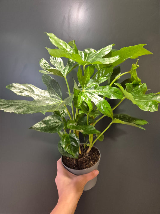 Fatsia Japonica | Houseplant