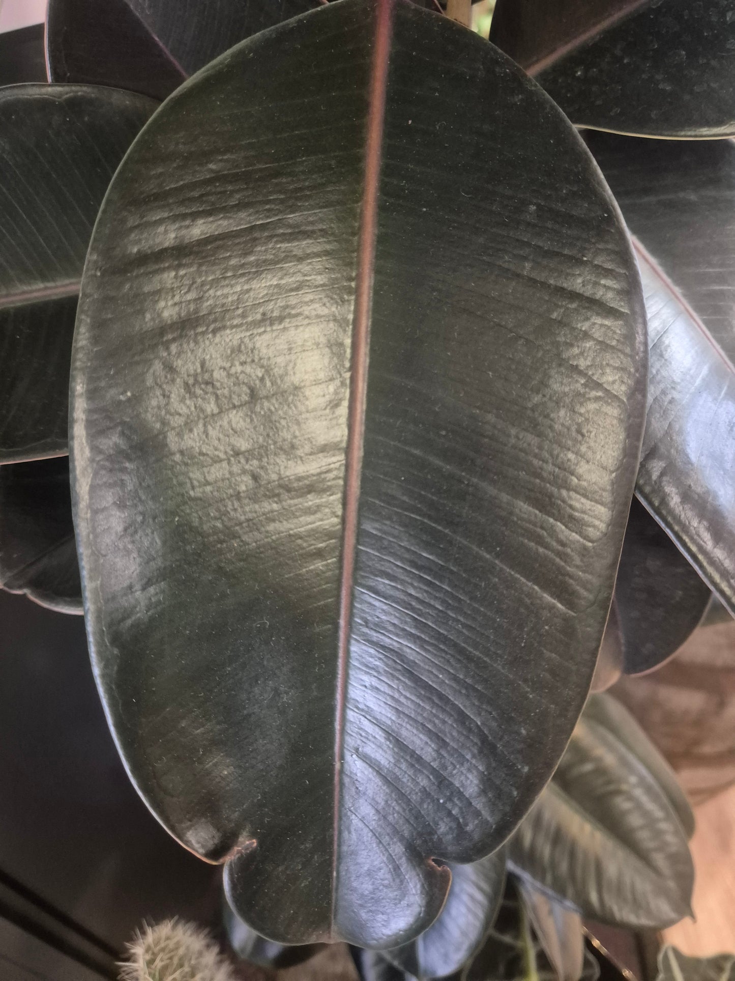 Ficus Abidjan - Rubber Plant - 24cm | Houseplant