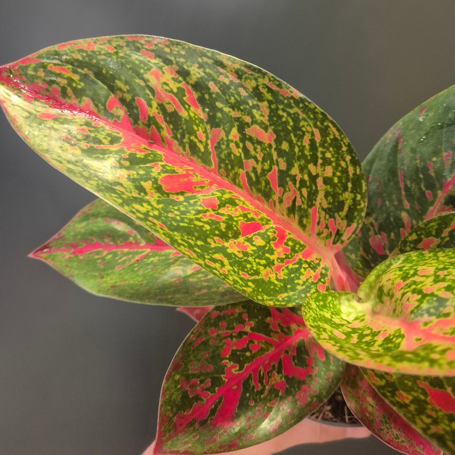 Colourful potted plant with green, red, and pink leaves against a dark background