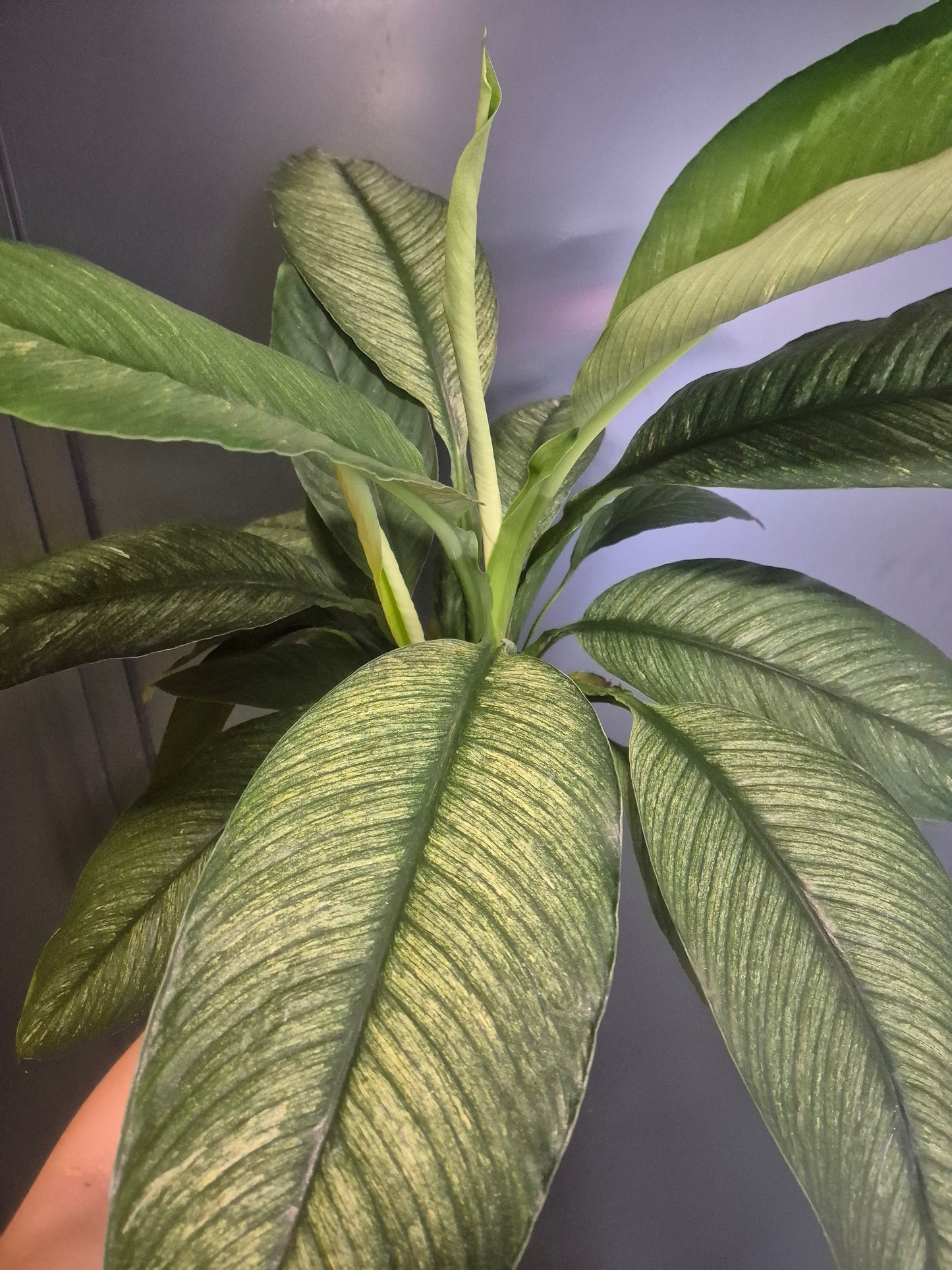 Peace Lily - Spathiphyllum Sensation - 17cm | Houseplant