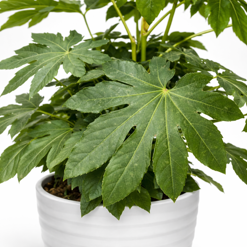 Fatsia Japonica - Japanese Aralia - 27cm | Houseplant