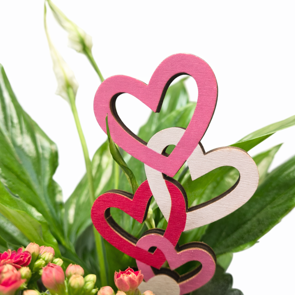 Plant Arrangement - Peace Lily & Kalanchoe - 11cm | Houseplant