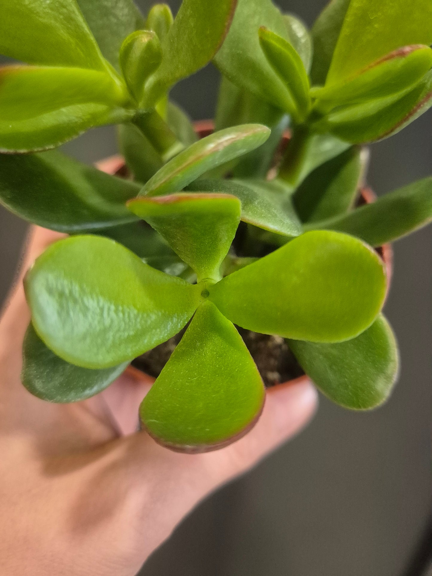 Crassula ovata - Jade Plant - 8.5cm | Houseplant