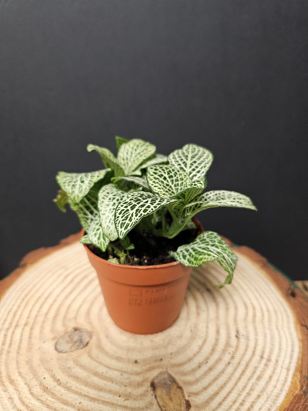 Fittonia - Nerve Plant | Houseplant