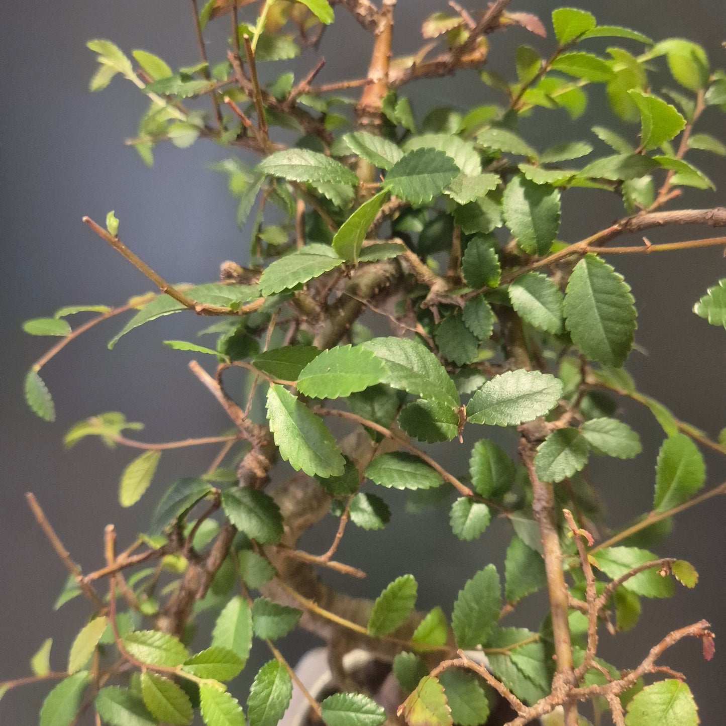 Bonsai Zelkova - Japanese Elm - 17cm | Houseplant