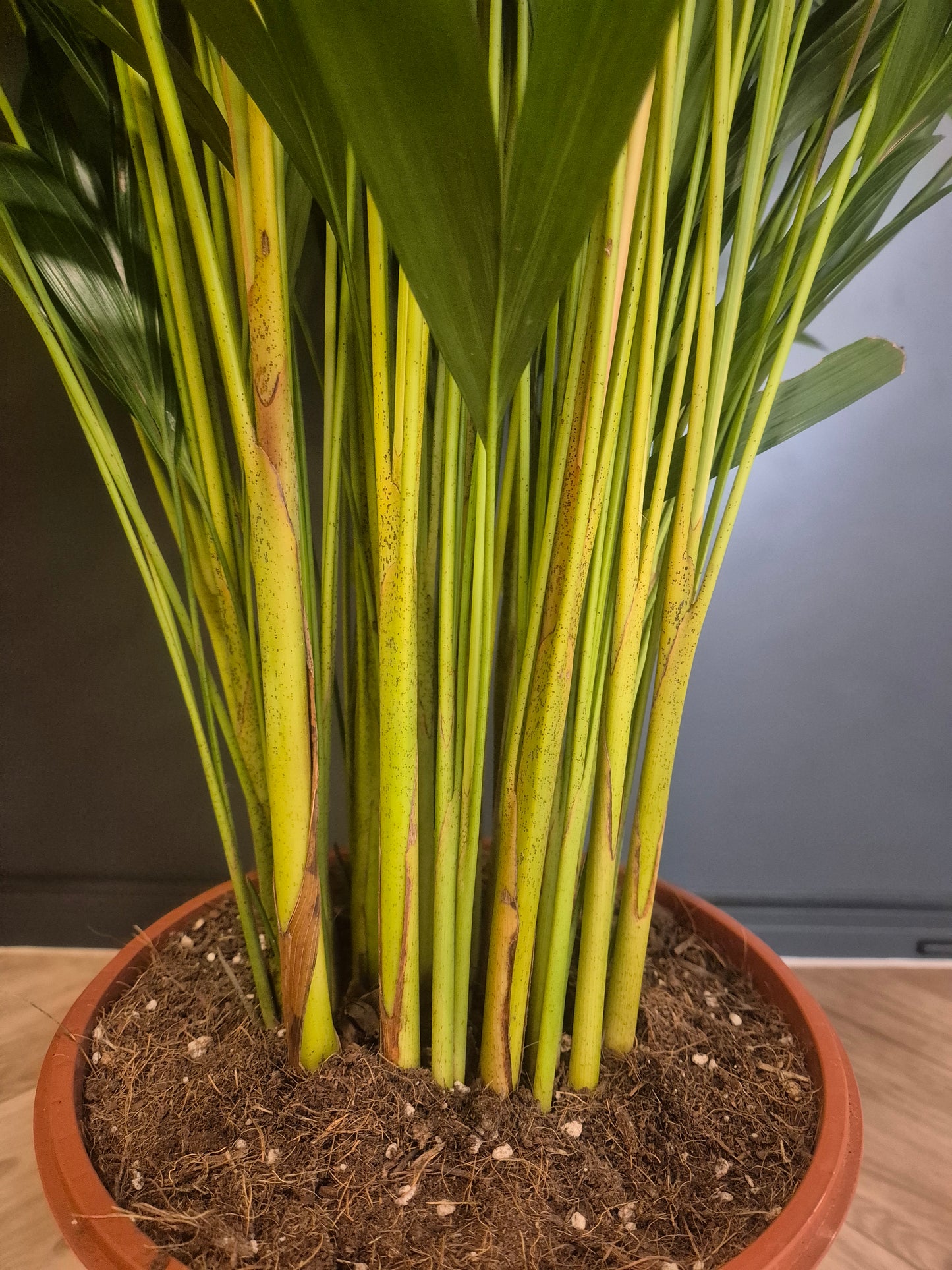 Dypsis Lutescens - Areca Palm - 24cm | Houseplant