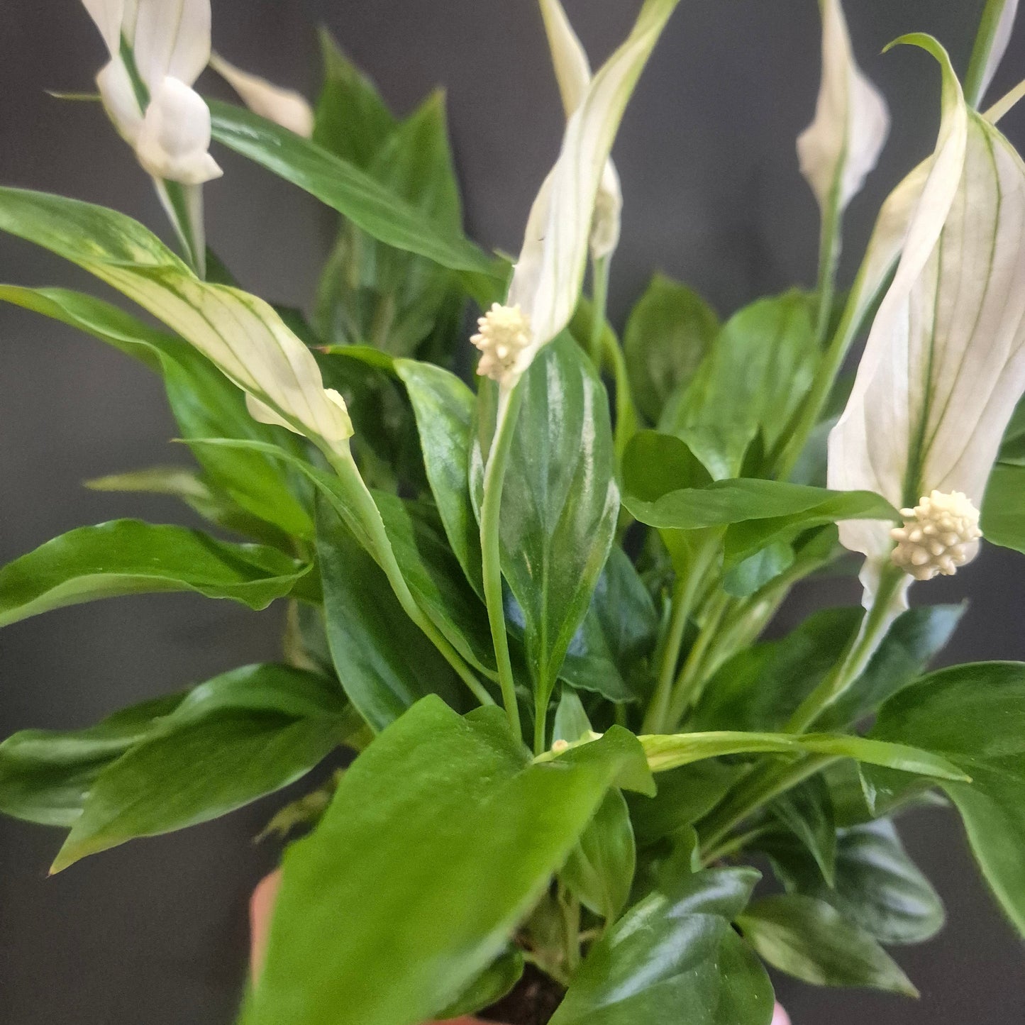 Peace Lily Chopin - Spathiphyllum - 9cm | Houseplant