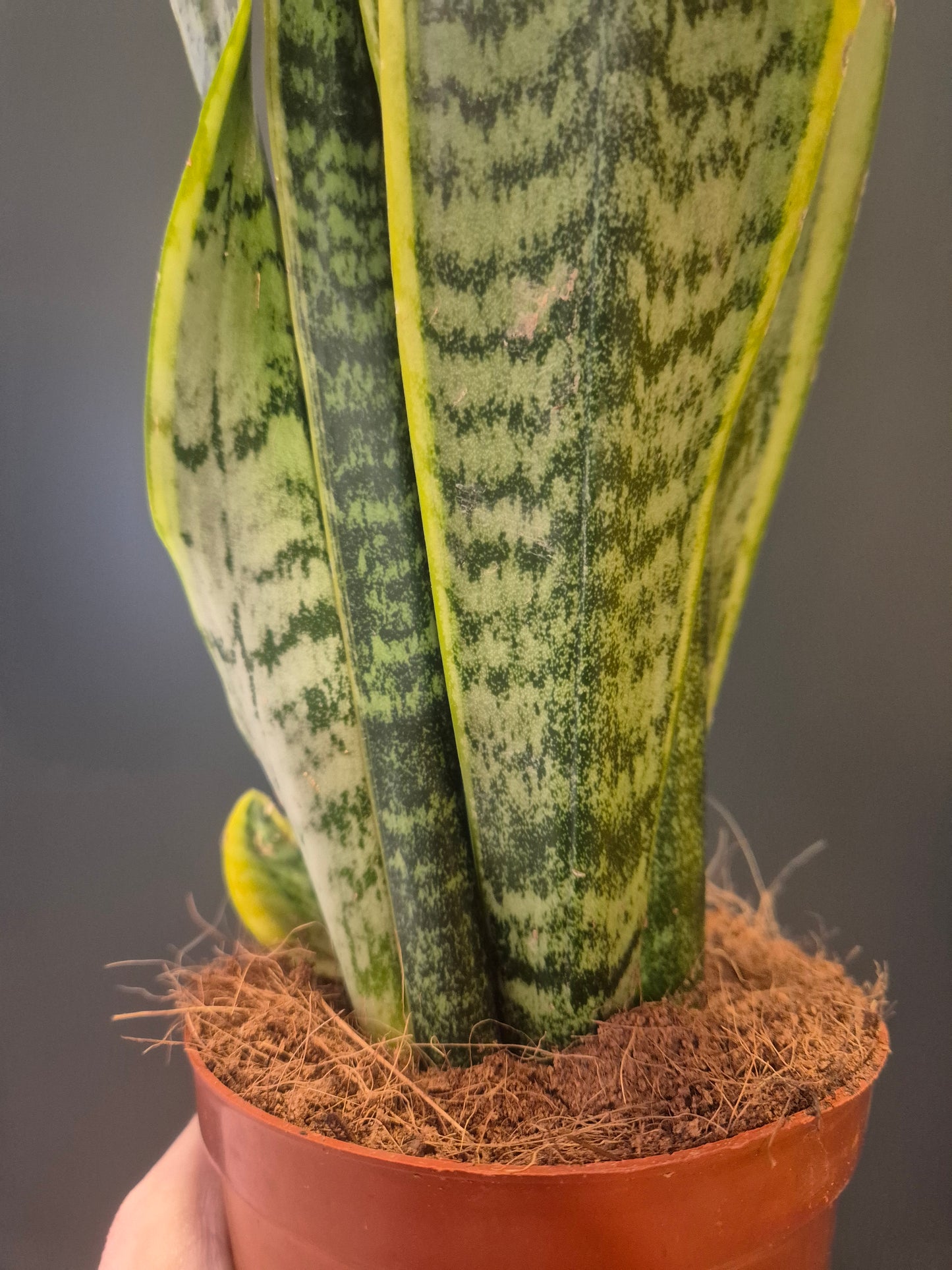 Sansevieria Laurentii - Snake Plant - 12cm | Houseplant