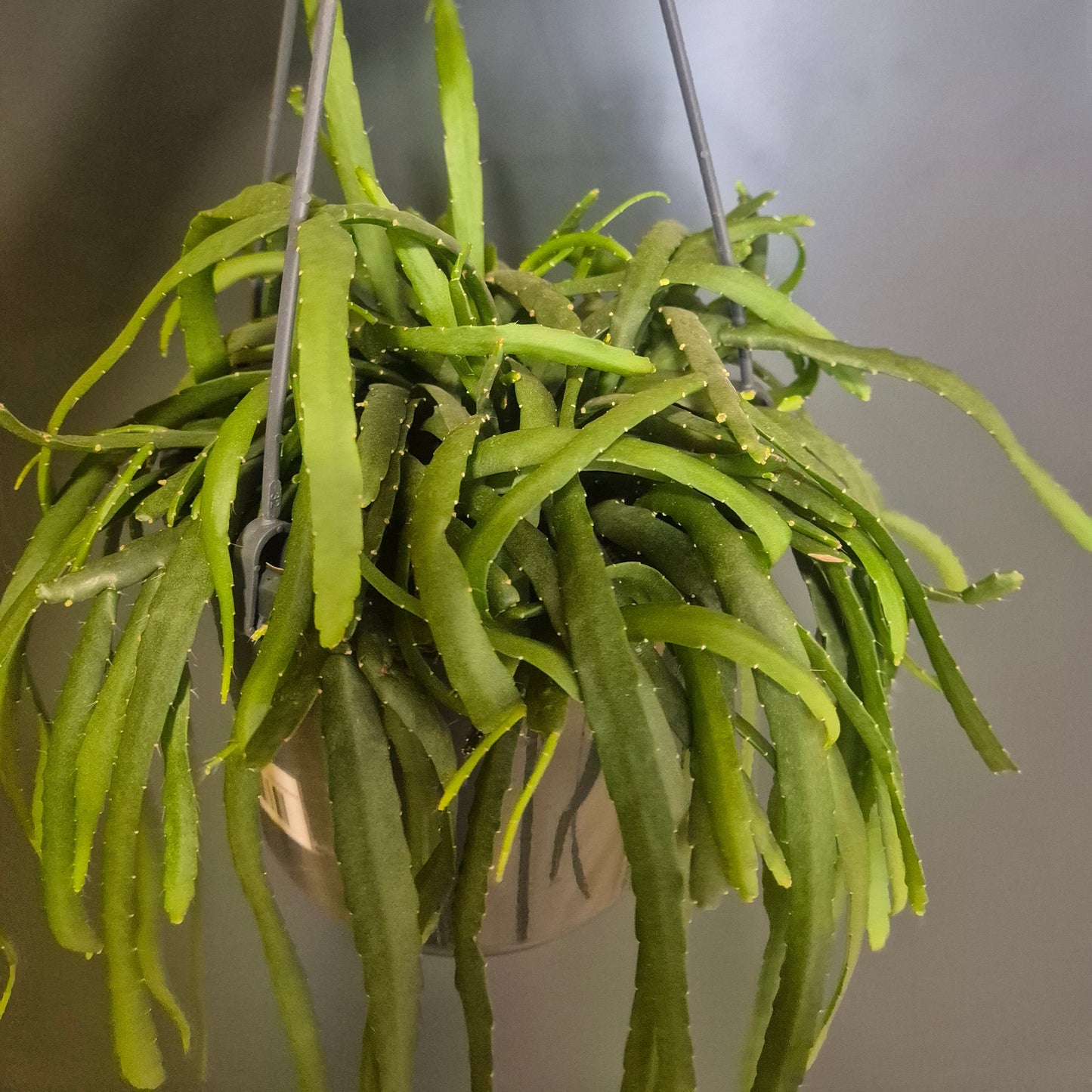 Lepismium Bolivianum - Forest Cactus - 15cm | Houseplant
