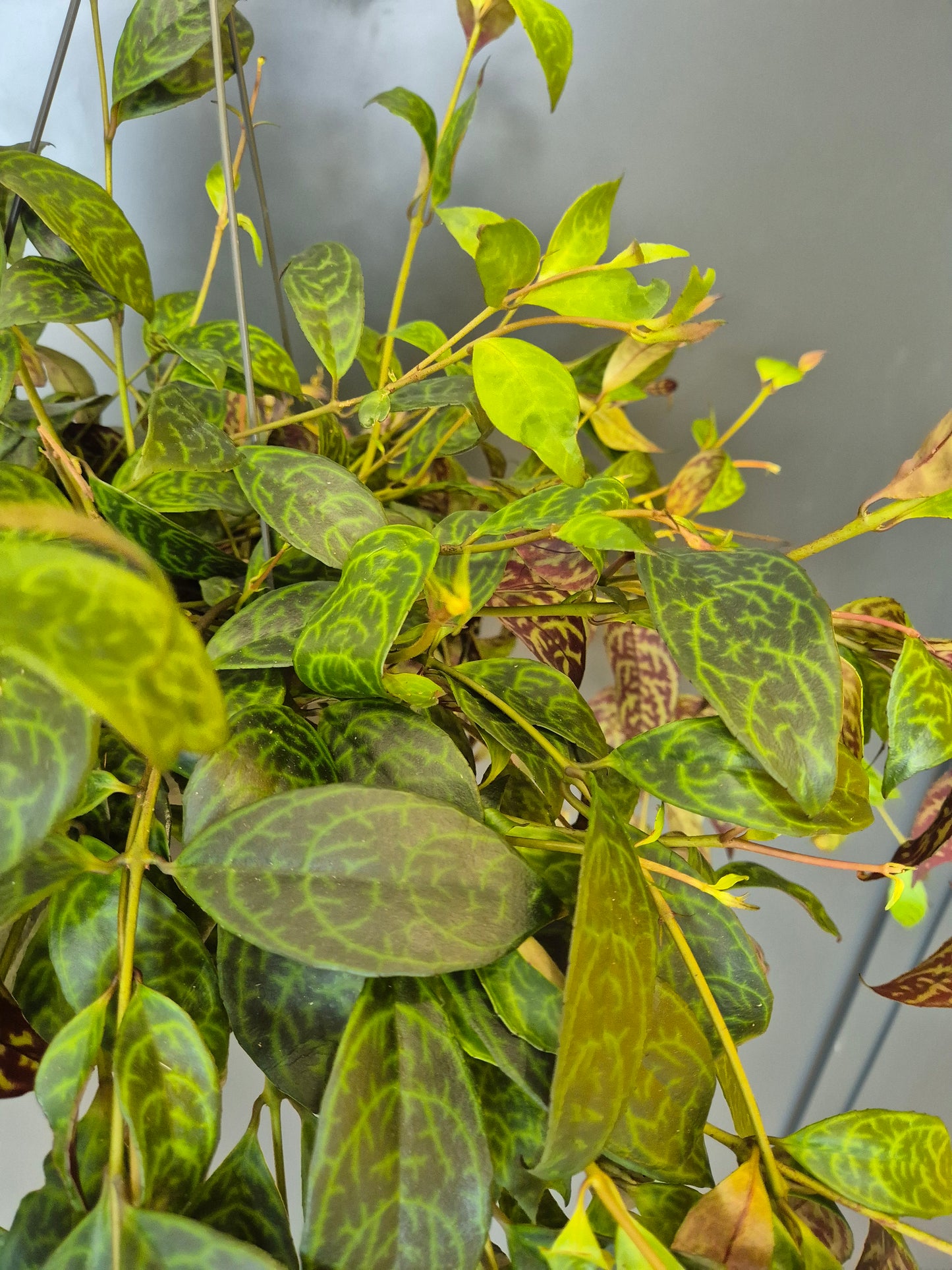 Aeschynanthus Marmoratus - Zebra Vine | Houseplant