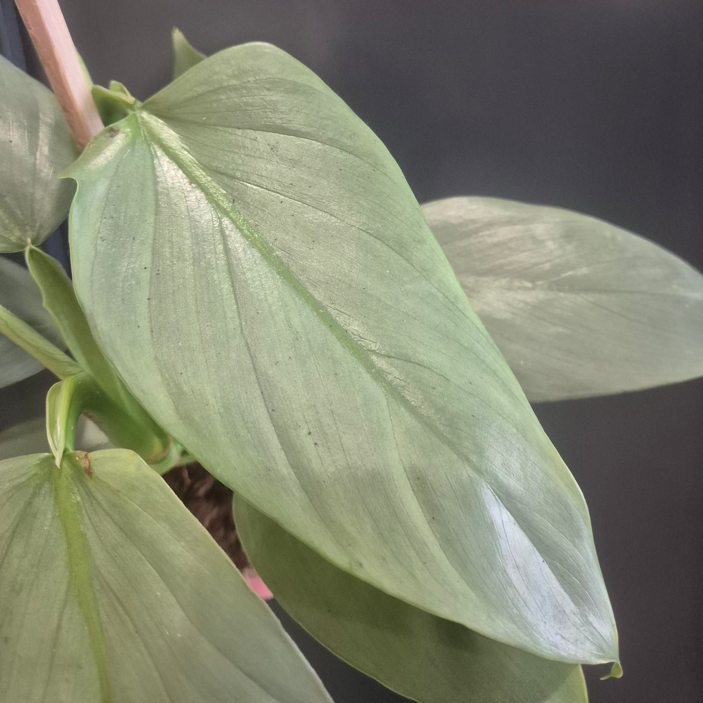 Philodendron Silver Sword - 14cm | Houseplant