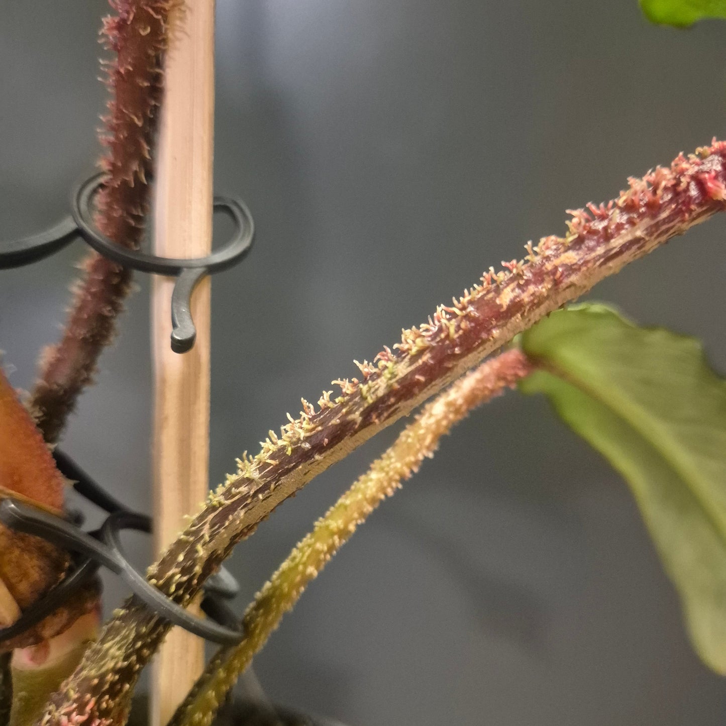 Philodendron Squamiferum - Red Bristle - 14cm | Houseplant