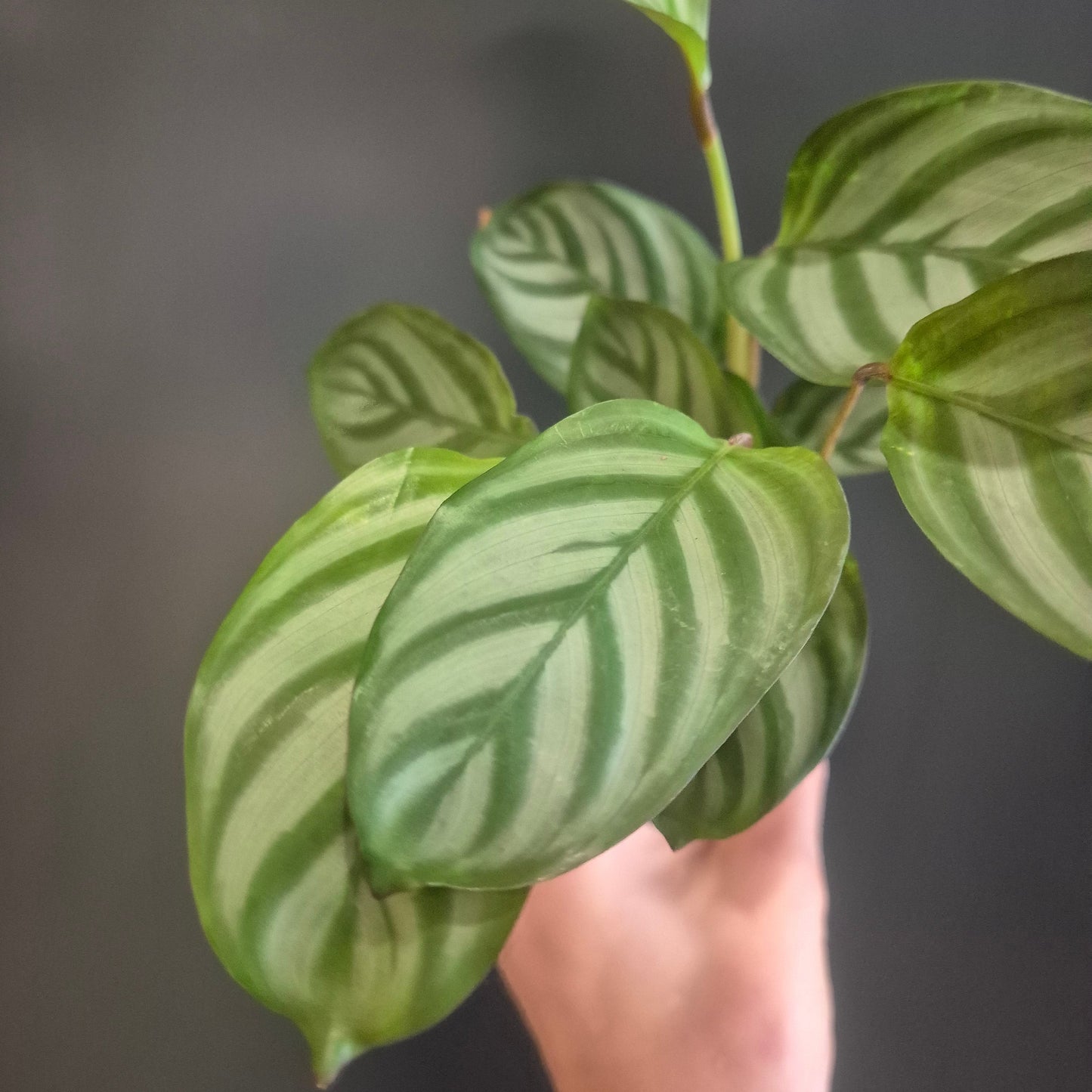 Calathea Compact Star - Prayer Plant - 7cm | Houseplant