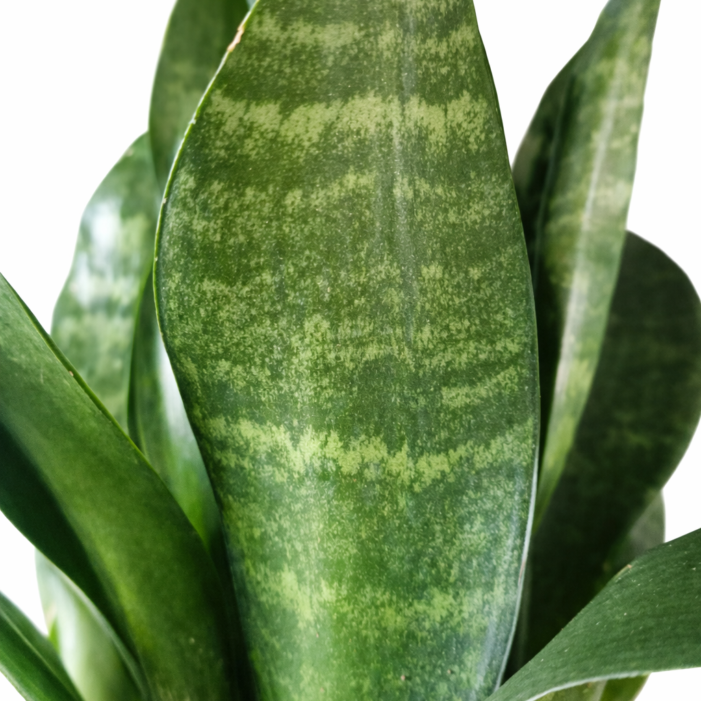 Sansevieria Jade Lotus - Snake Plant - 14cm | Houseplant