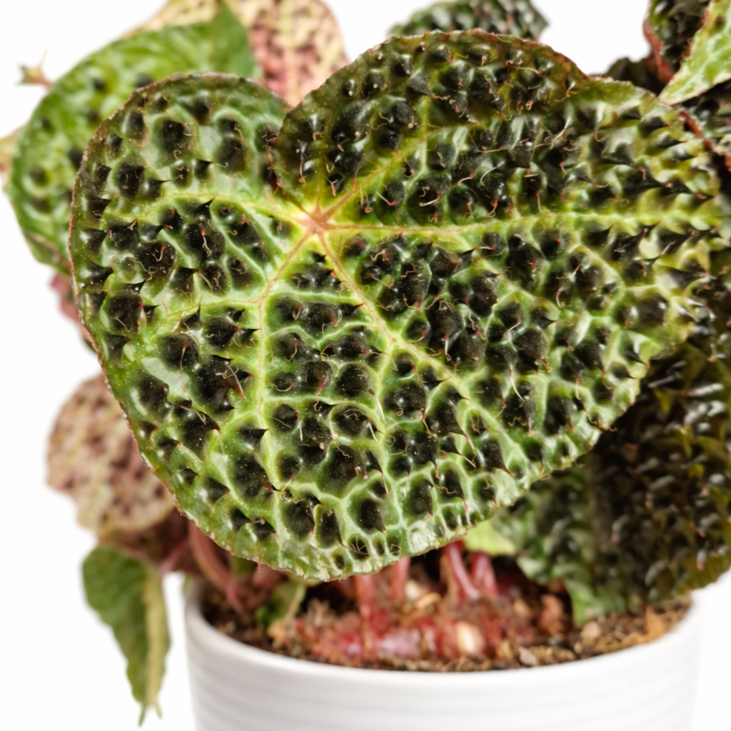 Potted plant with unique leaf patterns on a white background