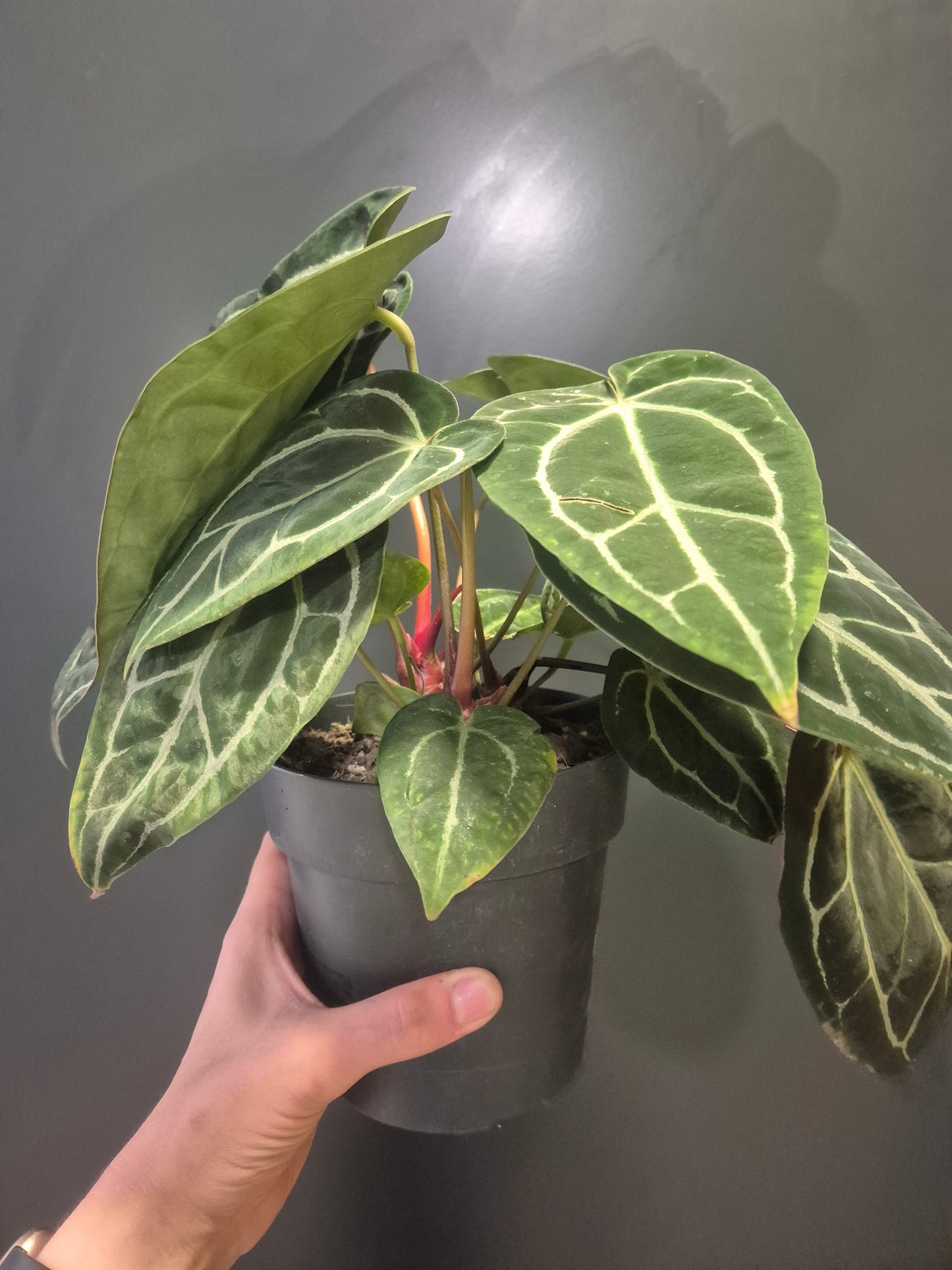 Anthurium Chrystallinum - Velvet Anthurium - 14cm | Houseplant