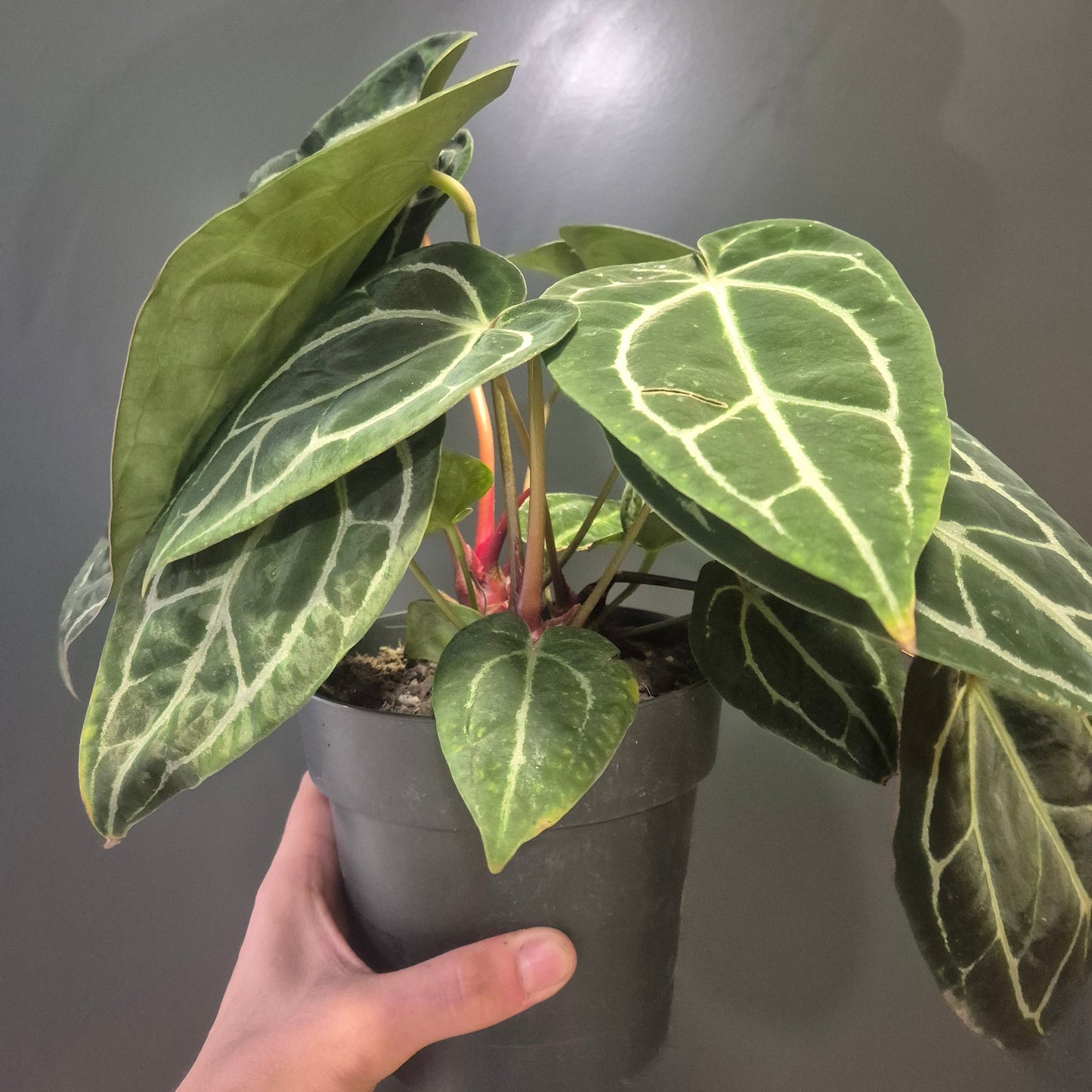 Anthurium Chrystallinum Houseplant | Velvet Cardboard Anthurium | Rare Plant 14cm