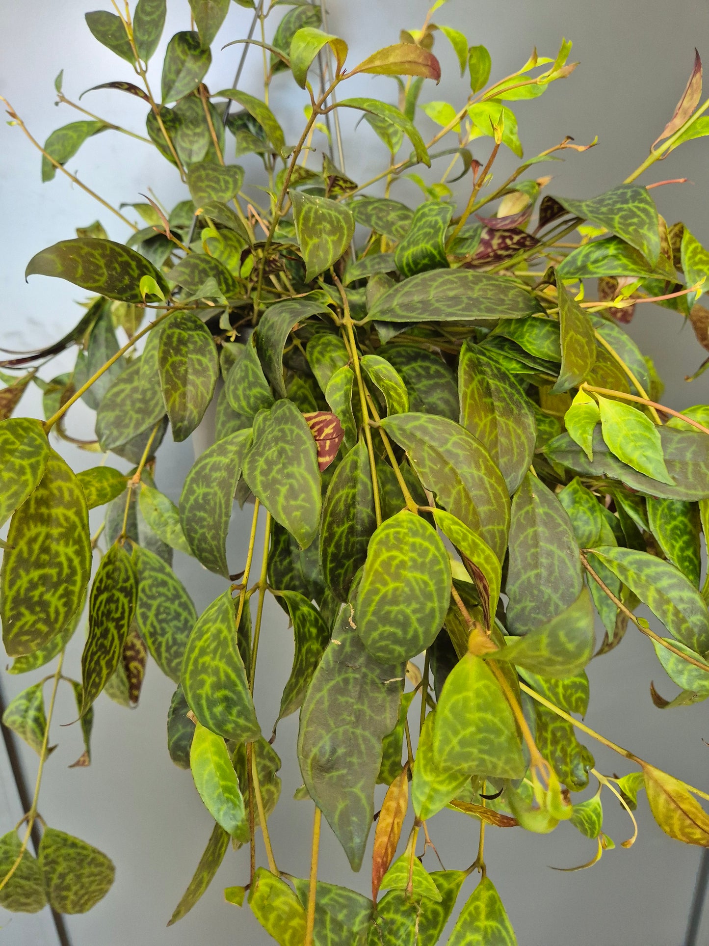 Aeschynanthus Marmoratus - Zebra Vine | Houseplant