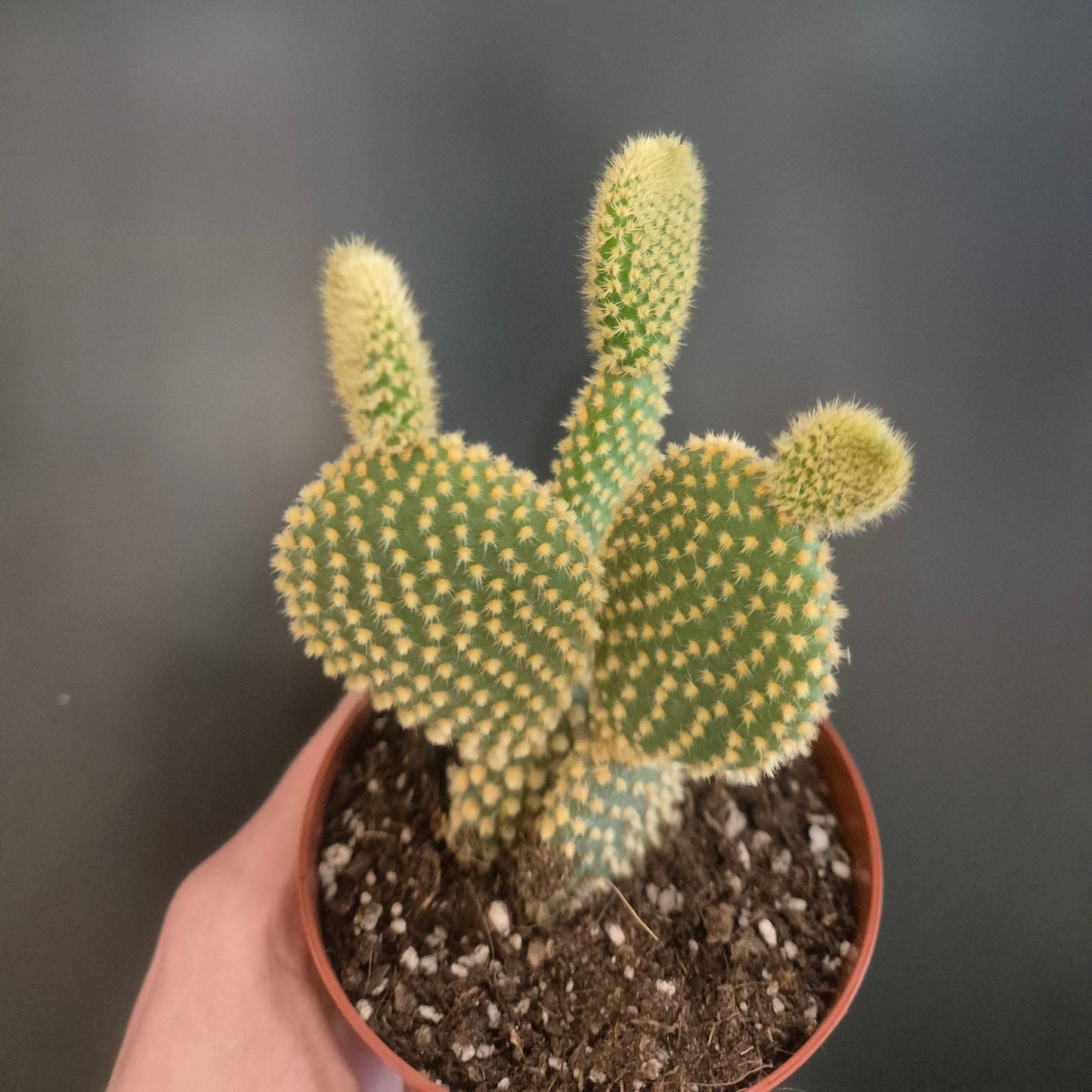 Potted cactus with a blurred background