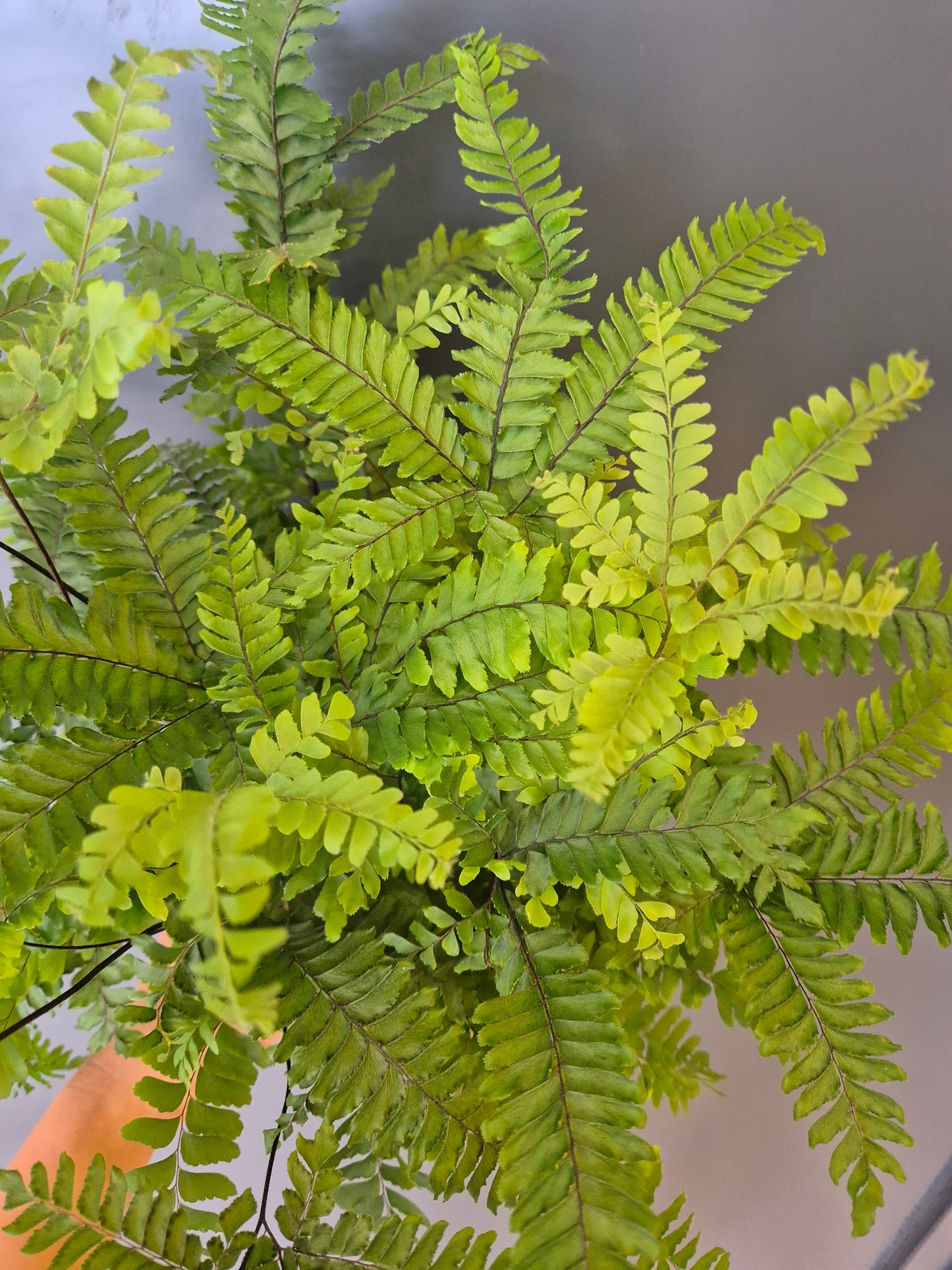 Adiantum Bronze Venus - Maidenhair Fern | Houseplant