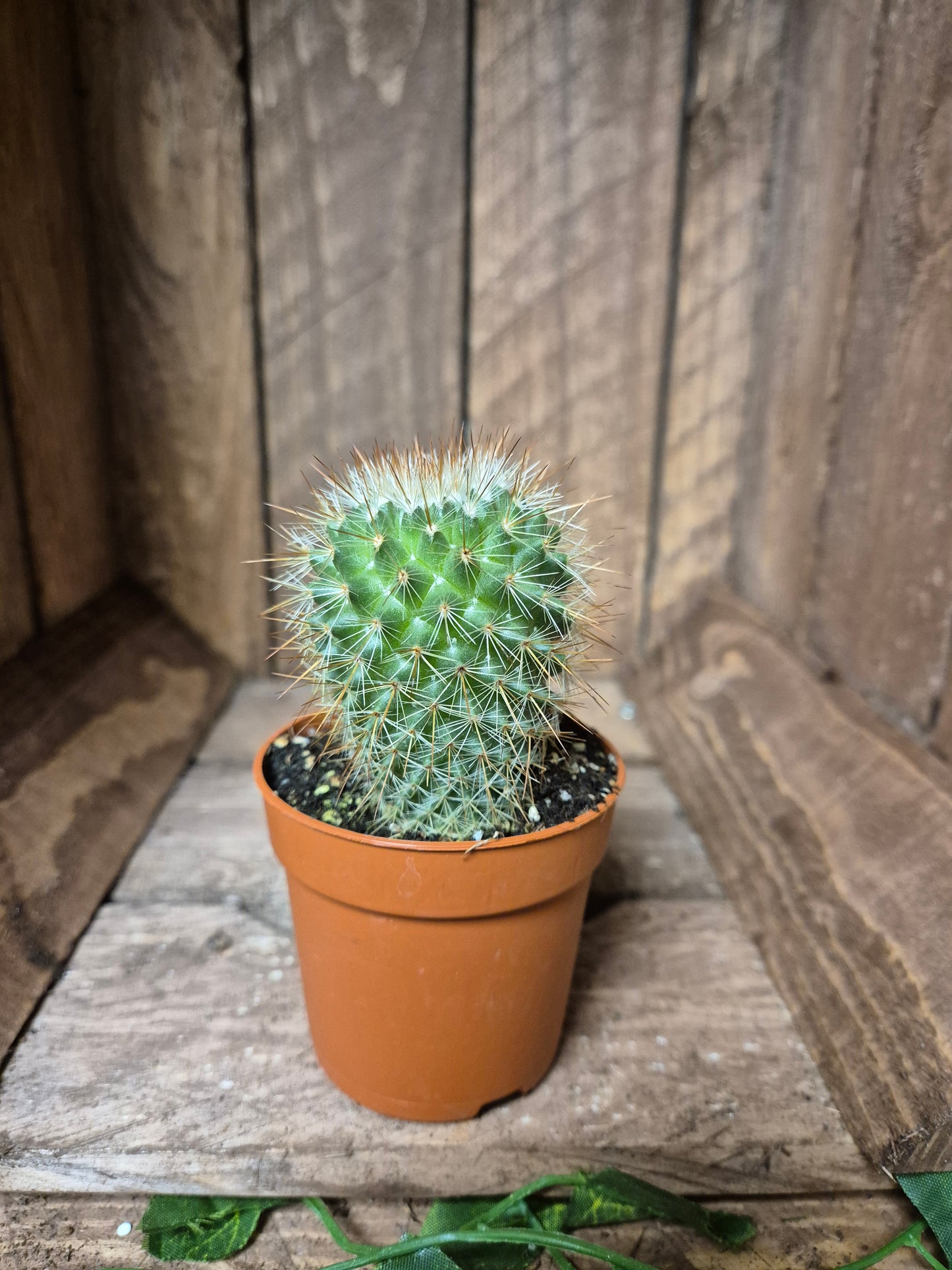 Mammillaria spinosissima | Spiny Pincushion Cactus | Houseplant | Flowering Cactus | Tiny Houseplant | Real Cactus | 6cm