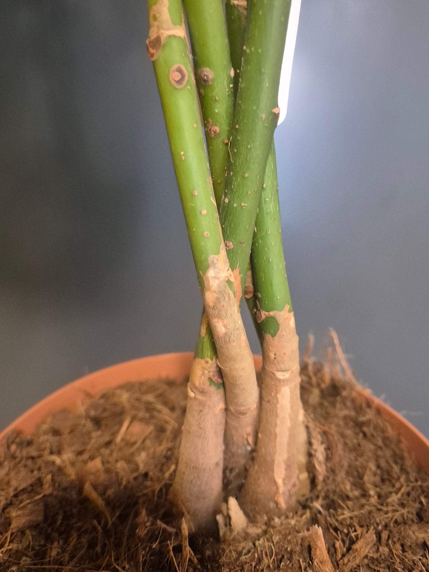 Pachira Aquatica - Money Tree - 21cm | Houseplant