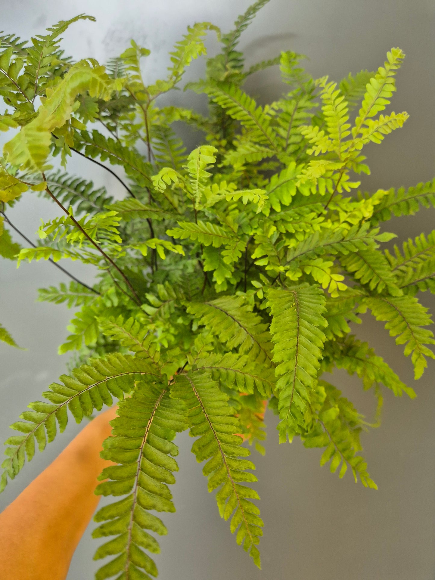 Adiantum Bronze Venus - Maidenhair Fern | Houseplant