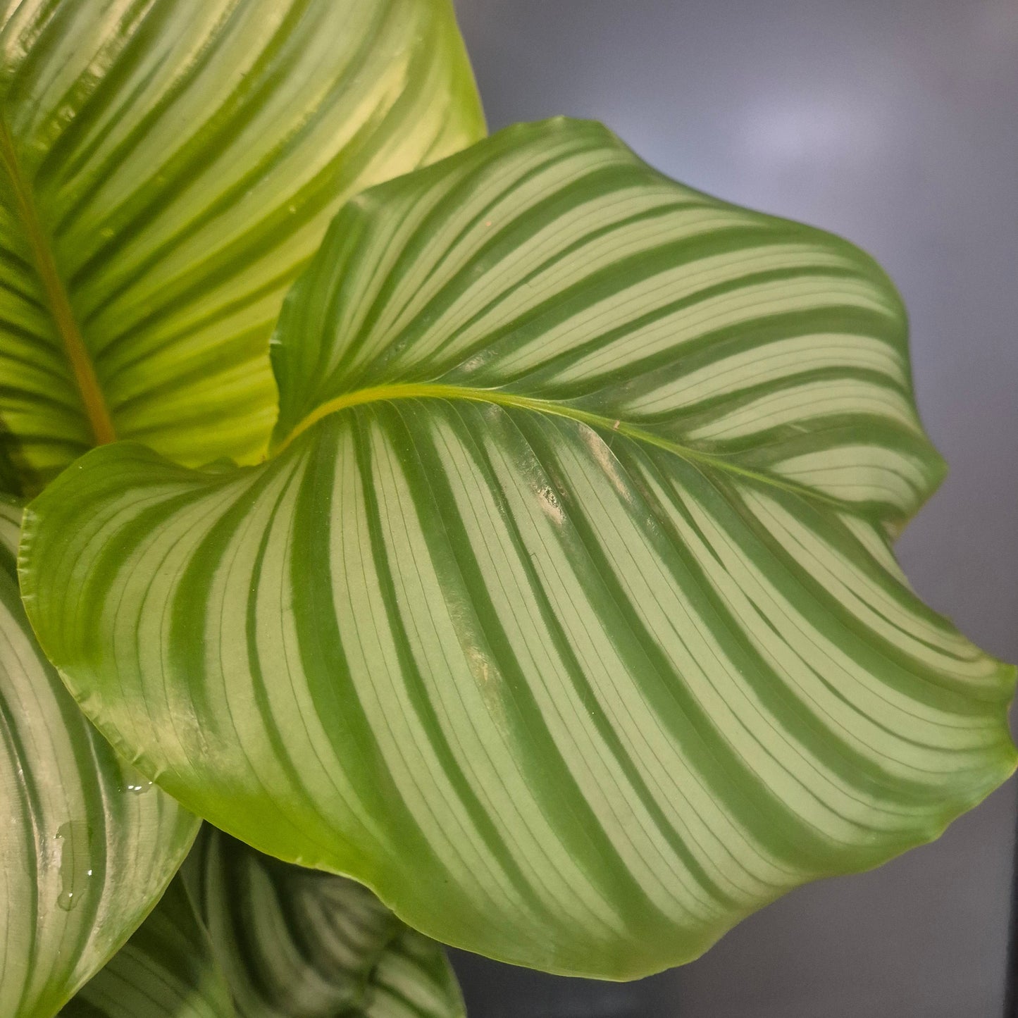 Calathea Orbifolia - Prayer Plant - 17cm | Houseplant