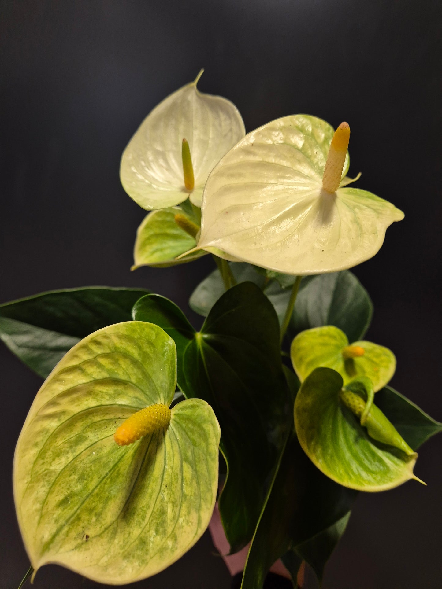 Anthurium White | Flamingo Flower | Houseplant