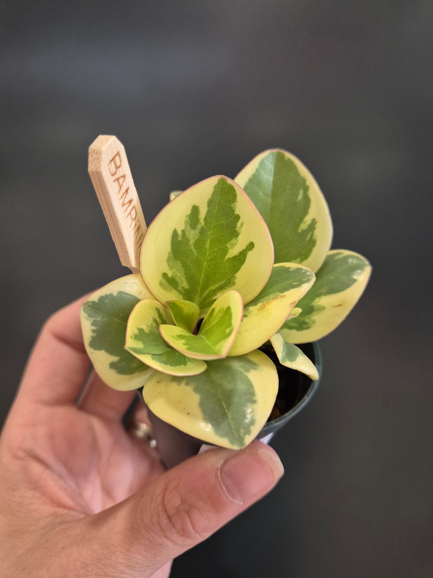 Peperomia Obtusifolia - Baby Rubber Plant | Houseplant