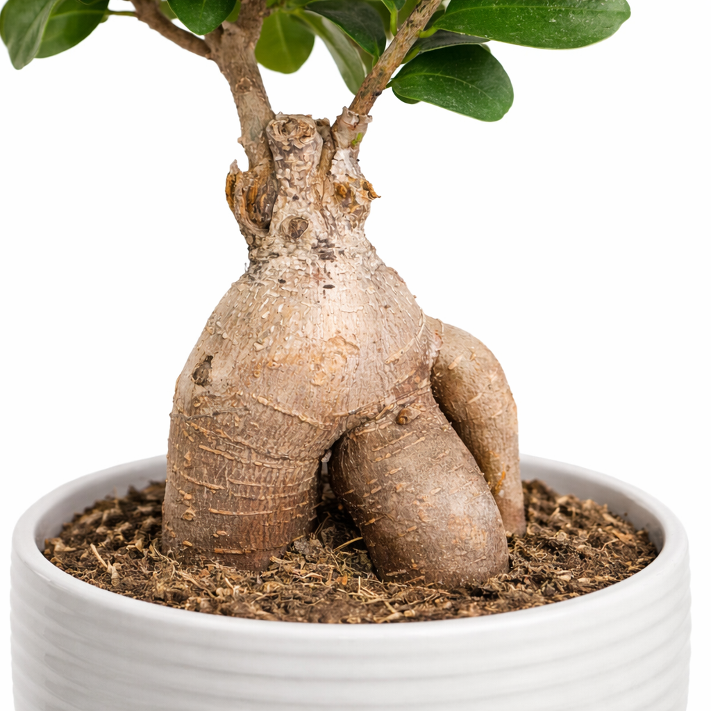 Potted plant with a unique root structure on a white background