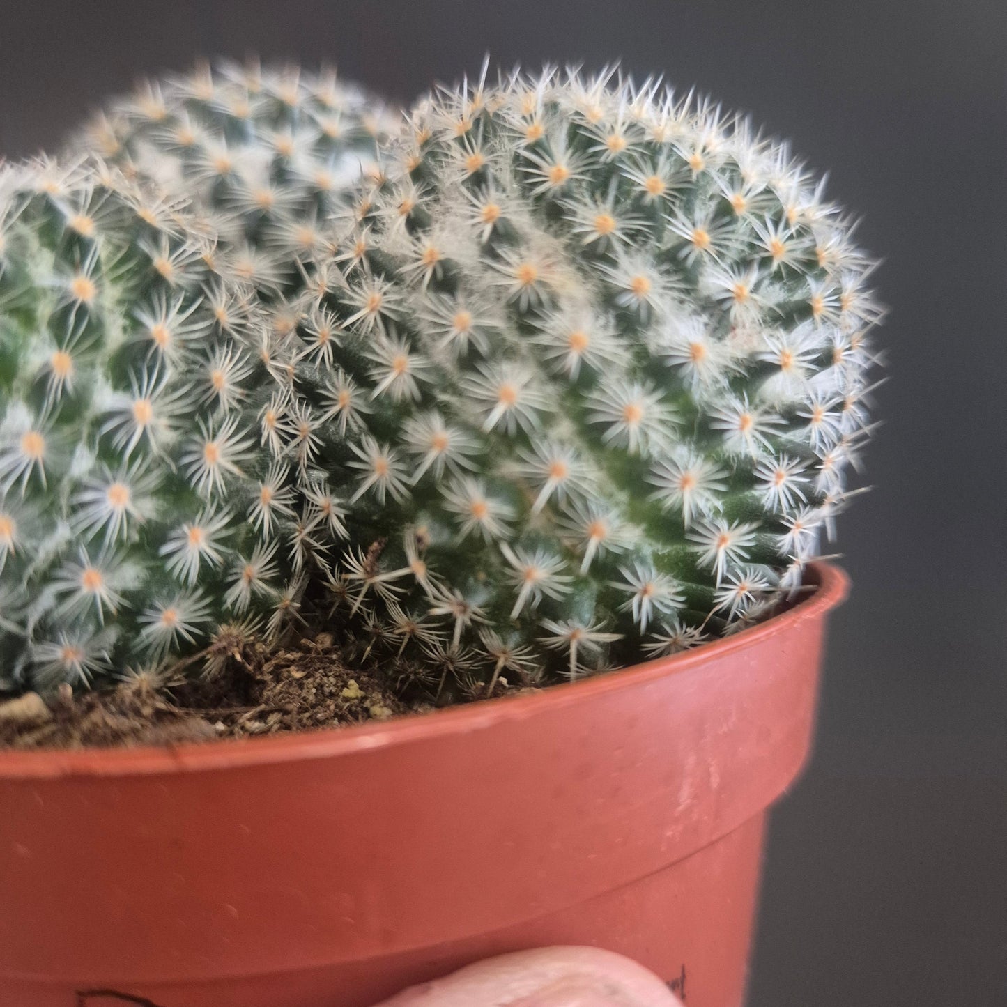 Mammillaria Hahniana - Old Lady Cactus - 8.5cm | Houseplant