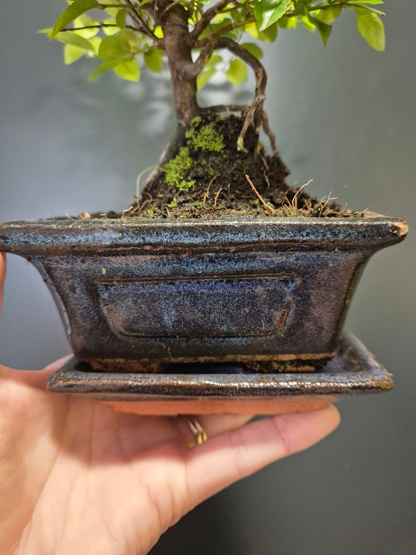 Bonsai Sageretia - Houseplant