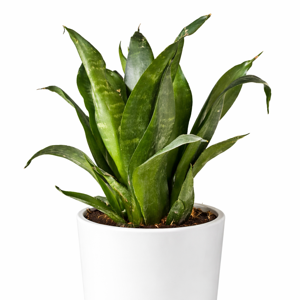 Sansevieria Jade Lotus - Snake Plant - 12cm