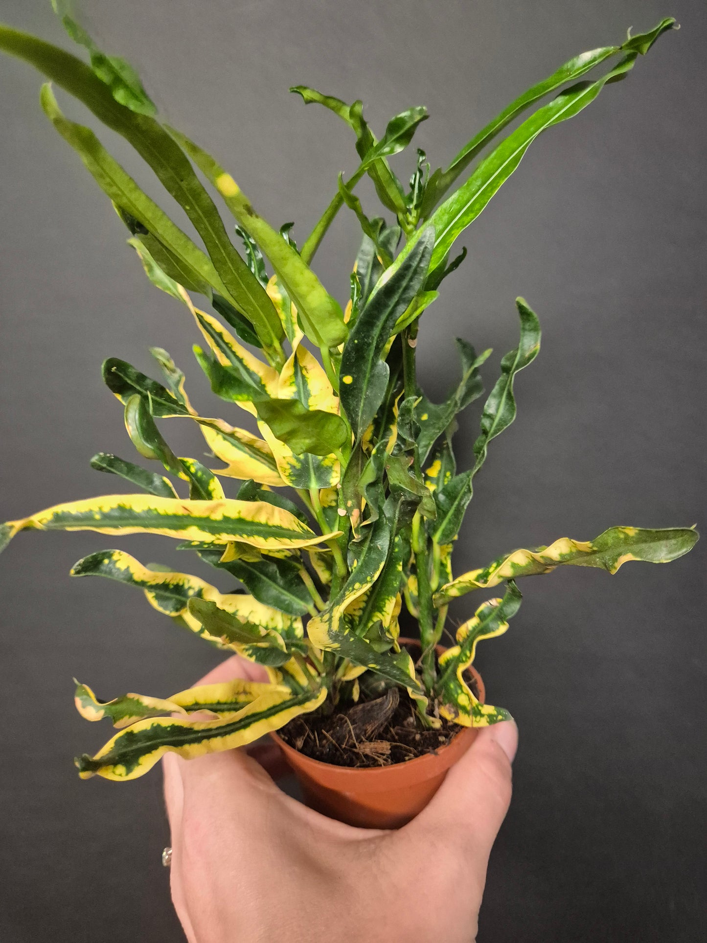 Croton Variegatum Pictum - Codiaeum | Houseplant