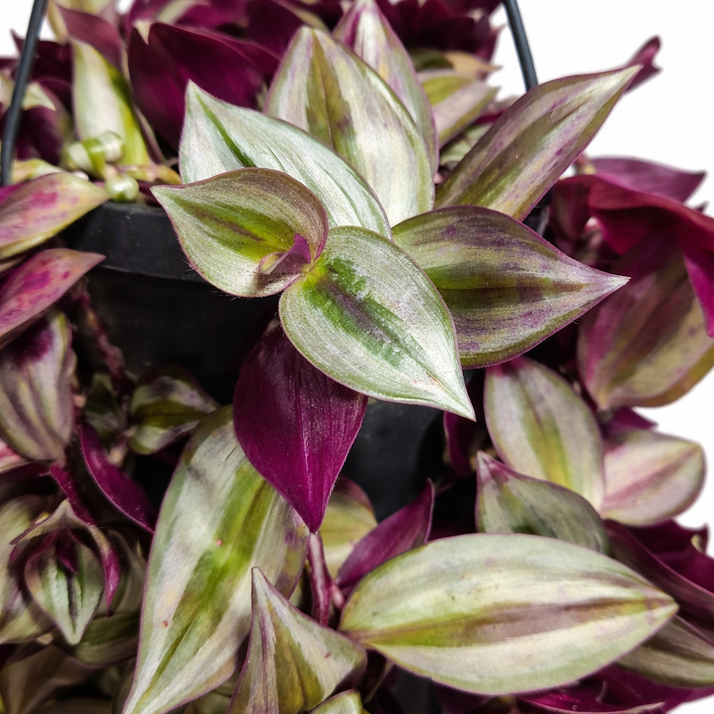 Close-up of a plant with purple and green leaves on a white background